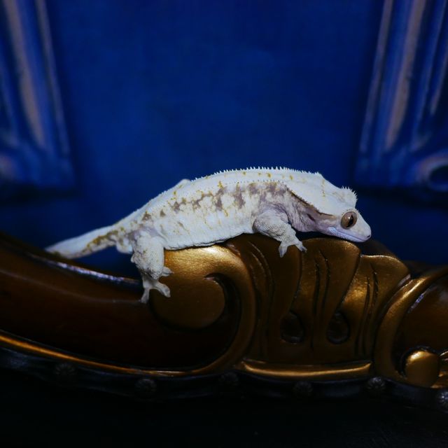 Normal Tri Drippy White Spot