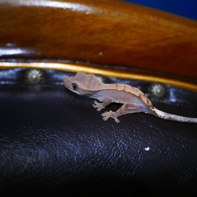 Sable 100% Het Axanthic