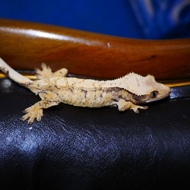 White Spot Tri Extreme Harlequin Normal Drippy