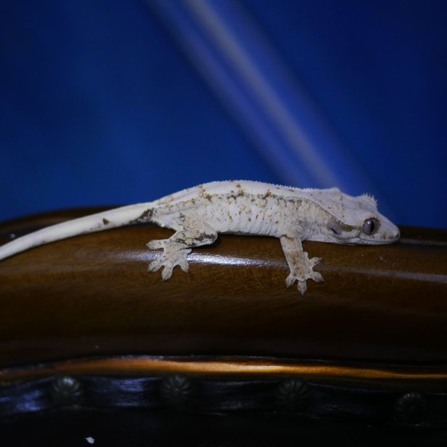 Normal White Spot Harlequin Drippy