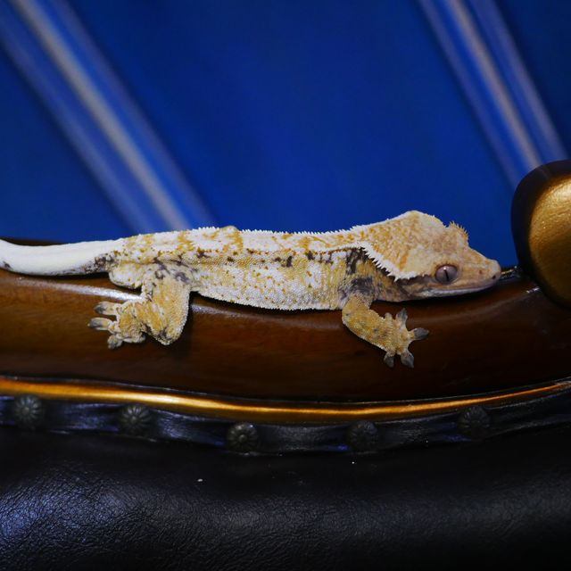 Normal Tri Extreme Harlequin Drippy Tangerine