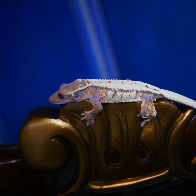 Sable Tangerine Drippy