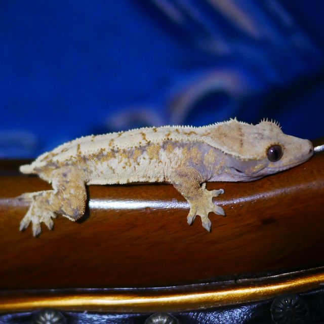 Extreme Harlequin Tri Drippy Normal White Spot