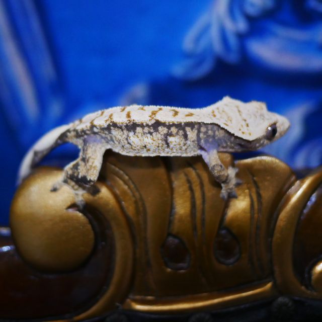 Drippy Tri White Spot Extreme Harlequin Normal