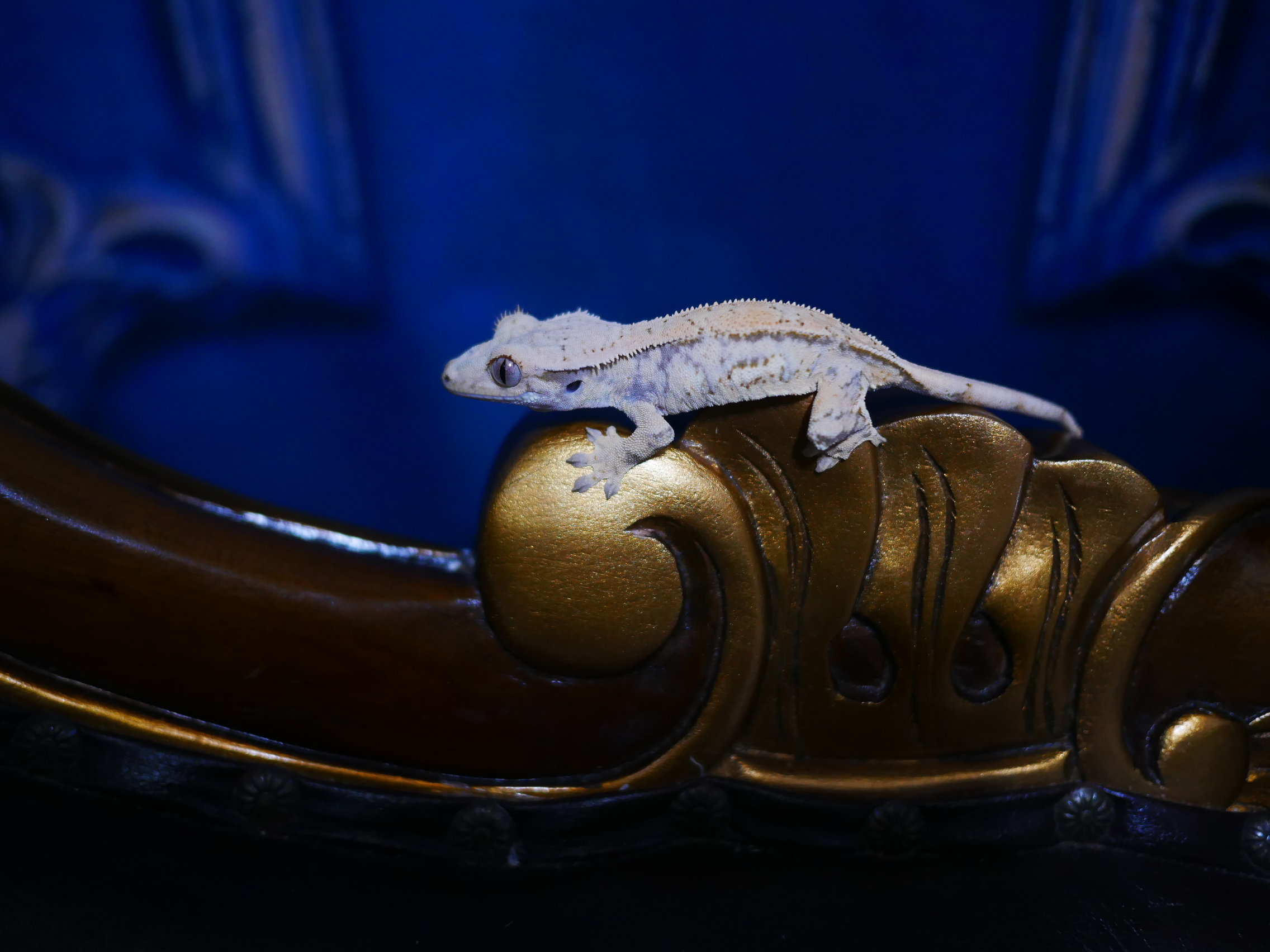 Tri Drippy White Spot Quad