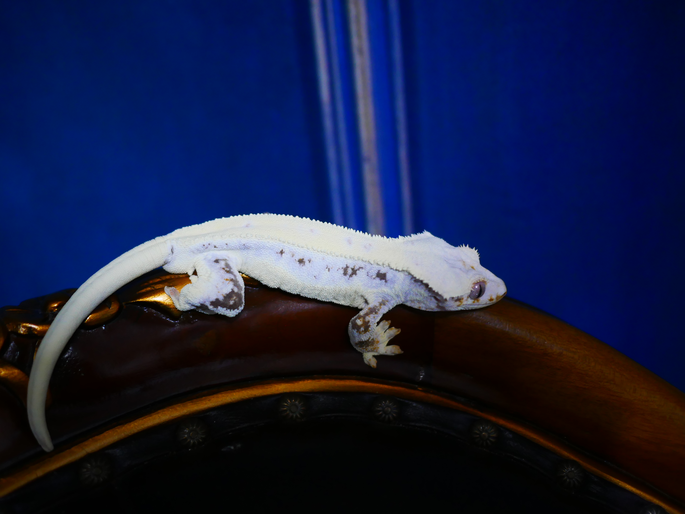 Lilly White Drippy Tri White Spot