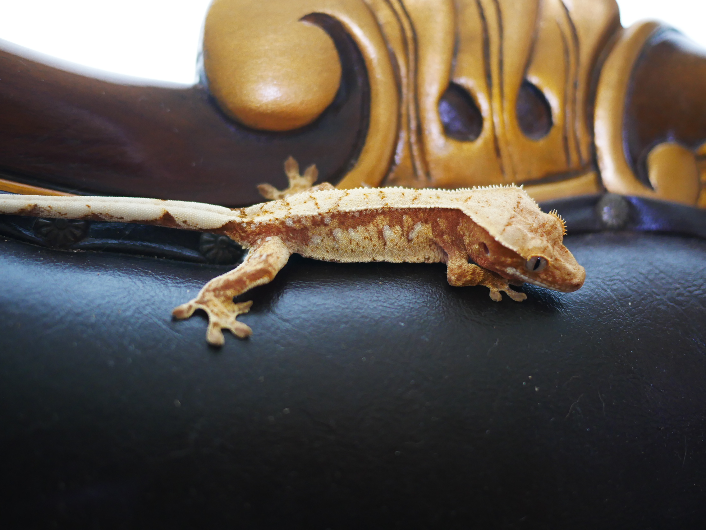 White Spot Normal Drippy