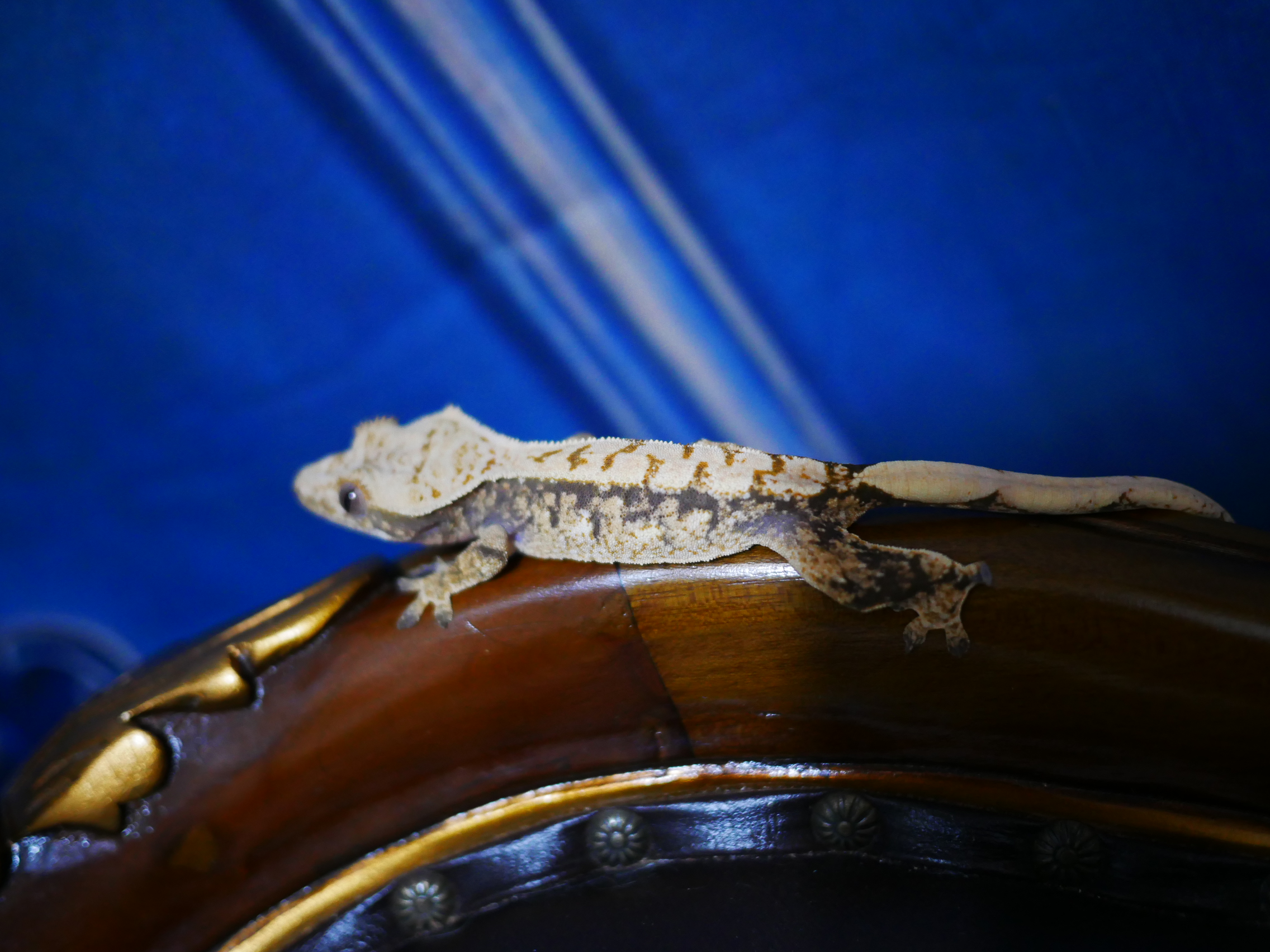 Drippy Tri White Spot Extreme Harlequin Normal