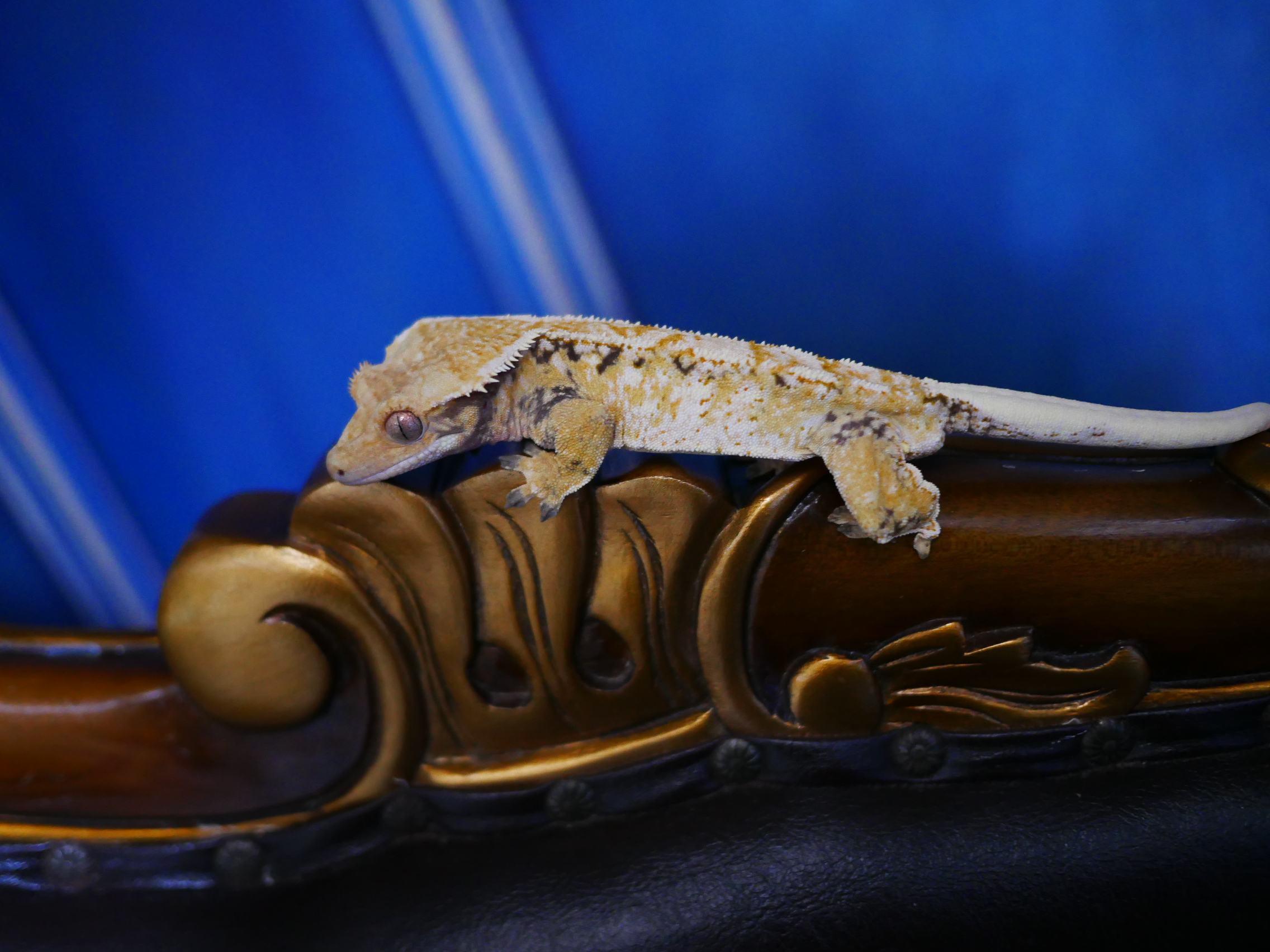 Normal Tri Extreme Harlequin Drippy Tangerine