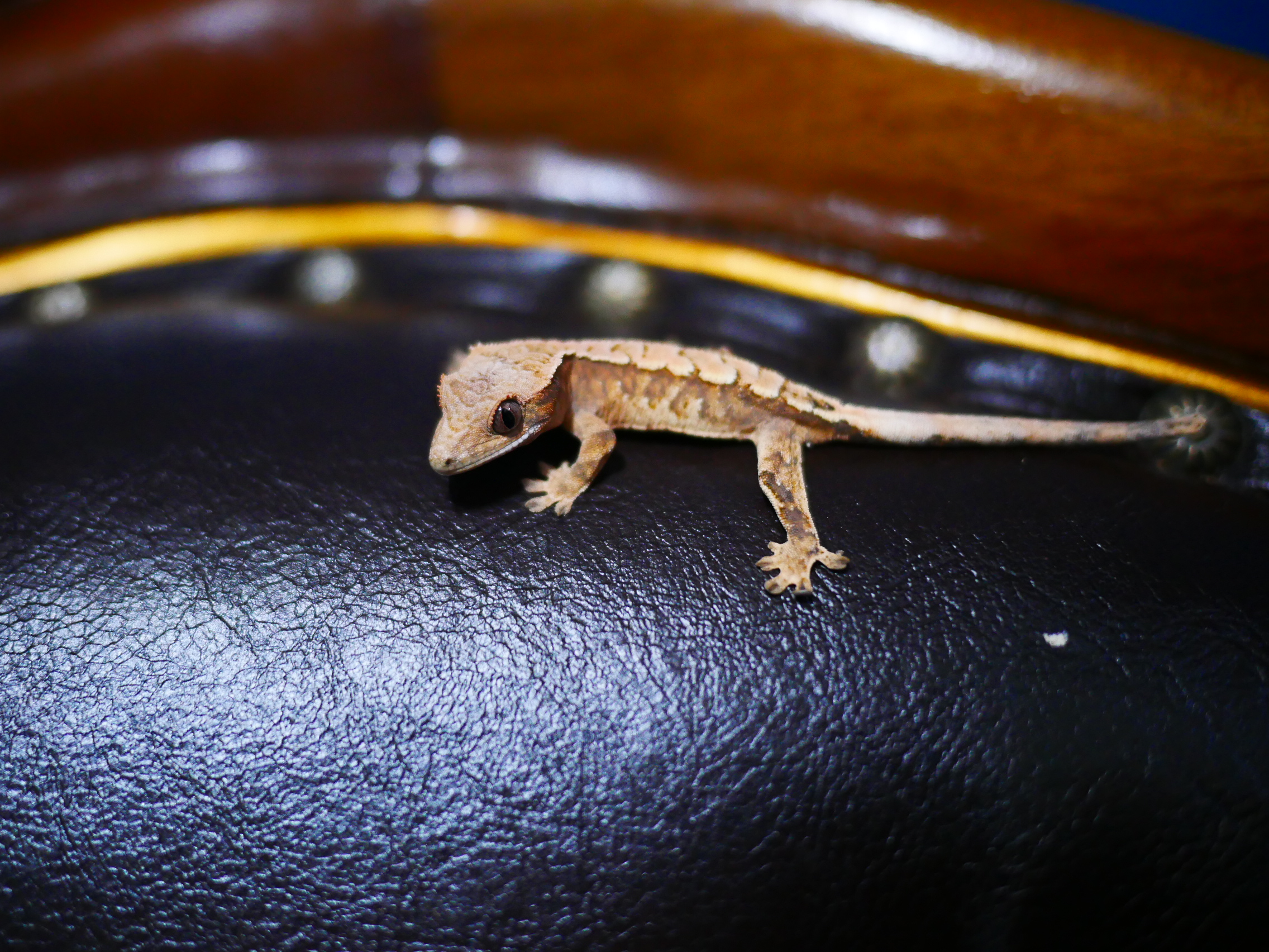 Tangerine Barb Sable