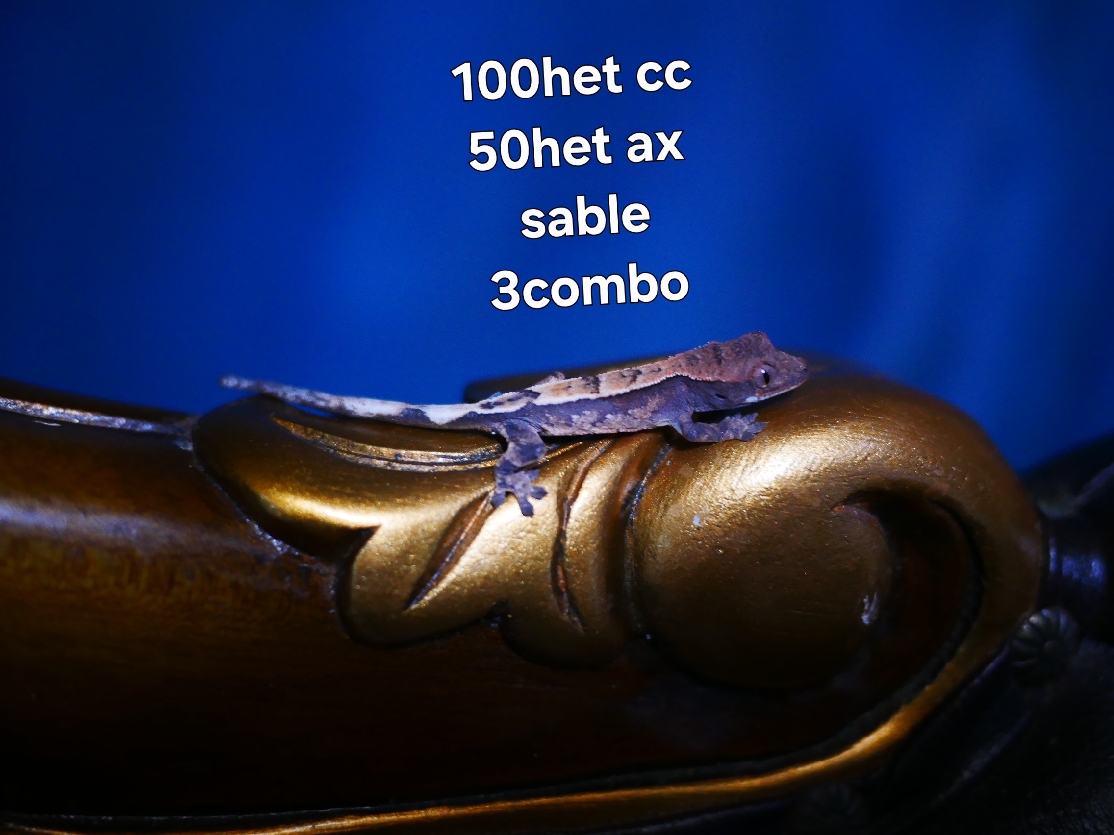 100% Het Chocho Sable