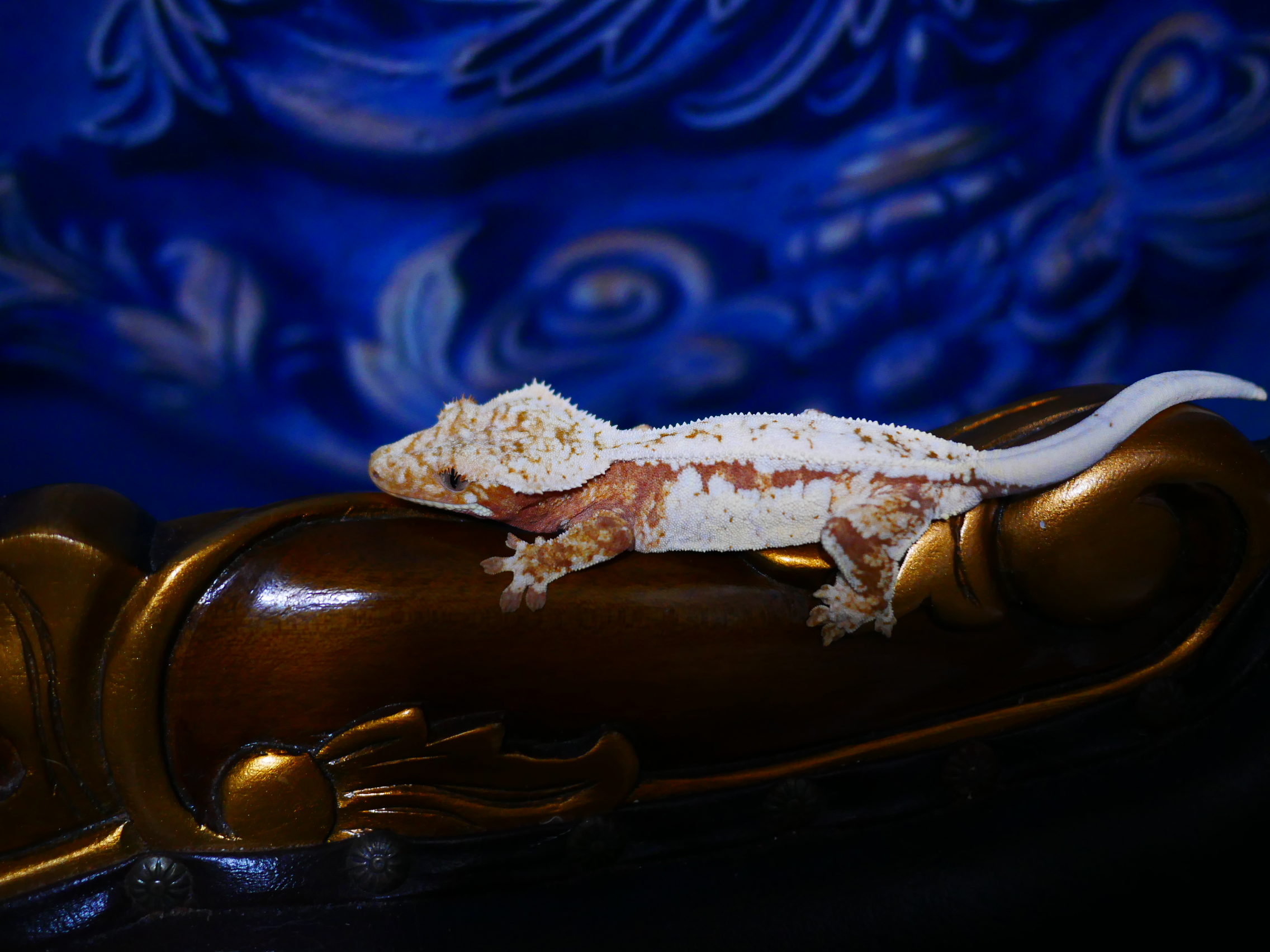 Red Normal Drippy Tri White Spot