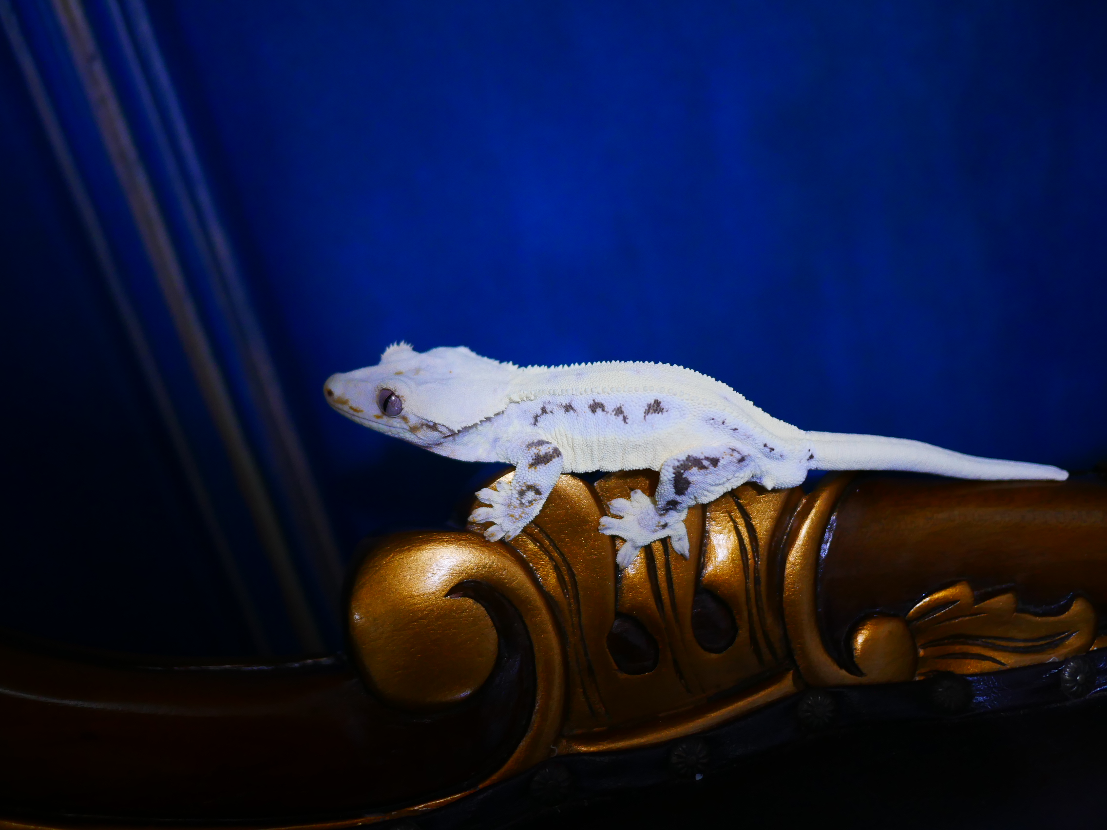 Lilly White Drippy Tri White Spot