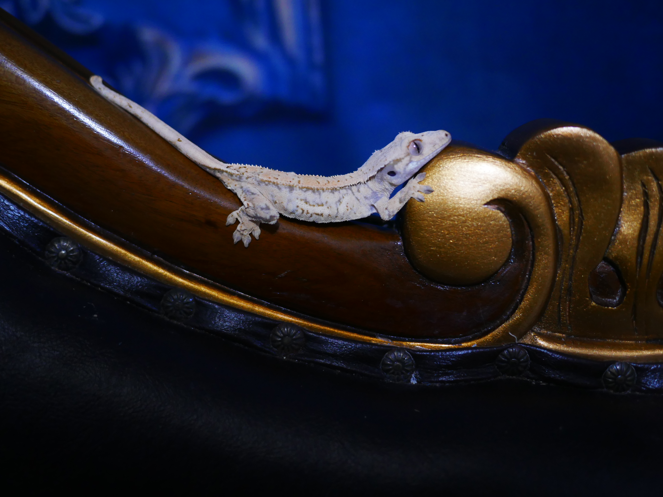 Tri Drippy White Spot Quad