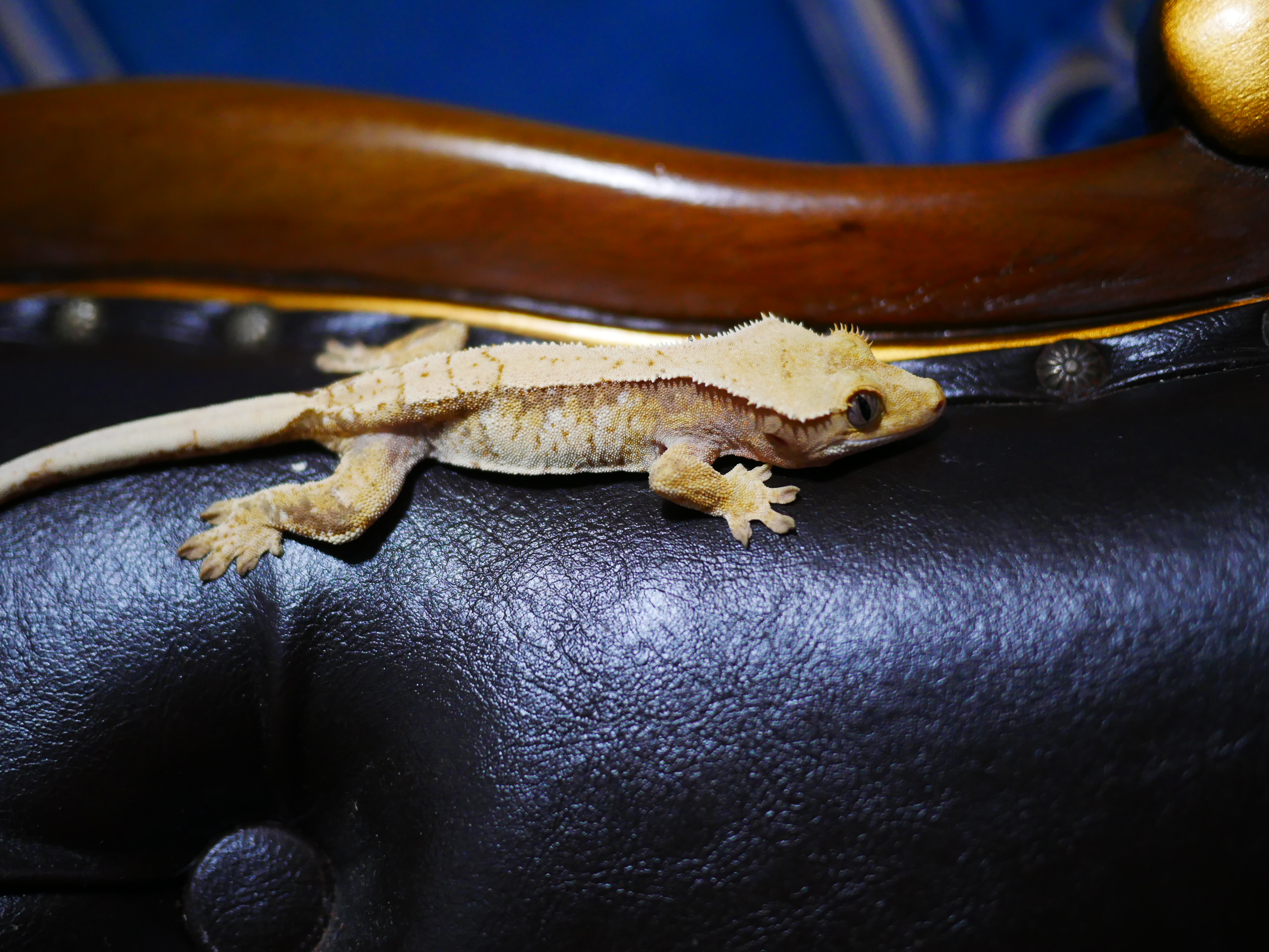 Tri White Spot Drippy Normal Extreme Harlequin