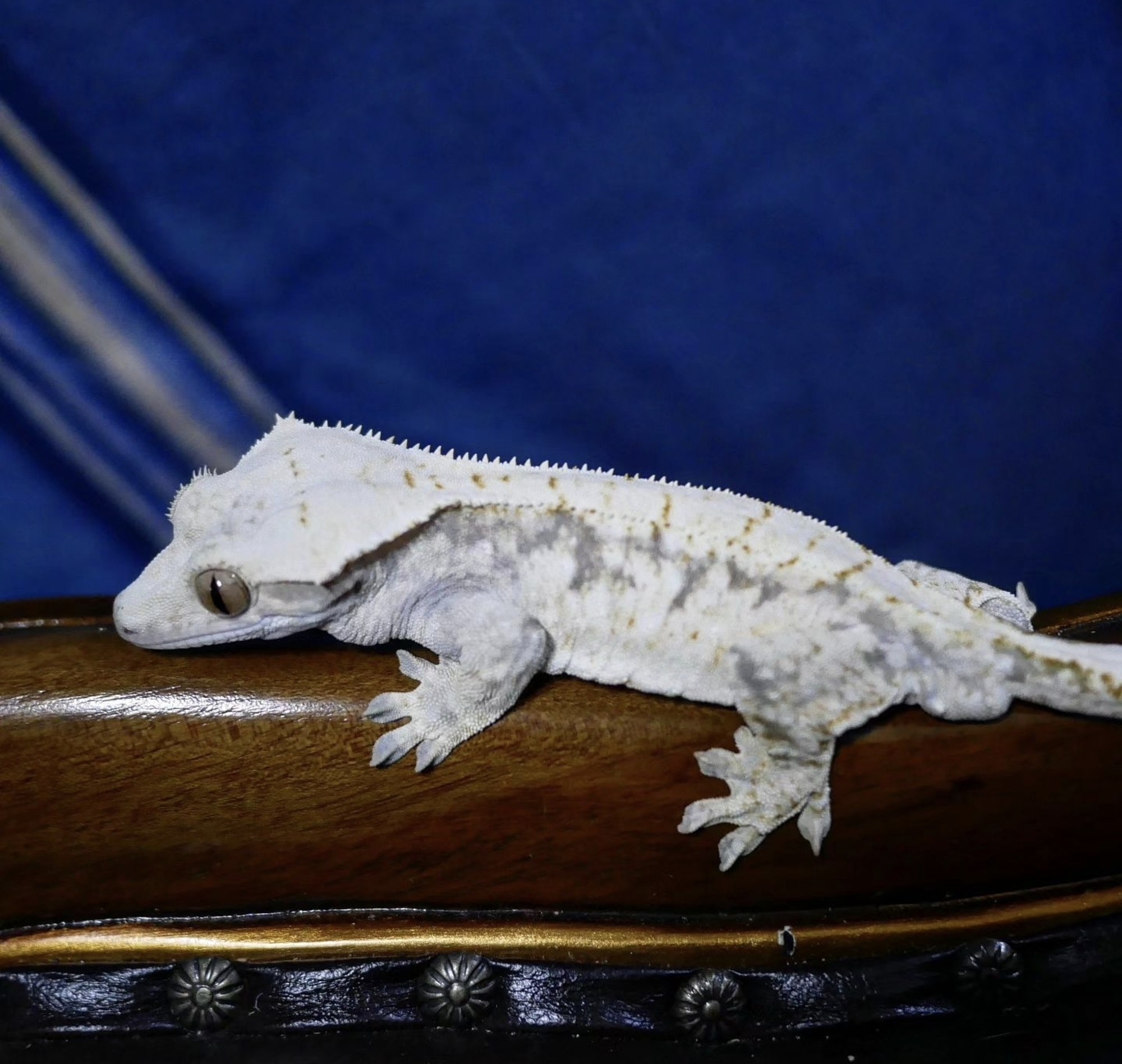 Normal Tri Drippy White Spot