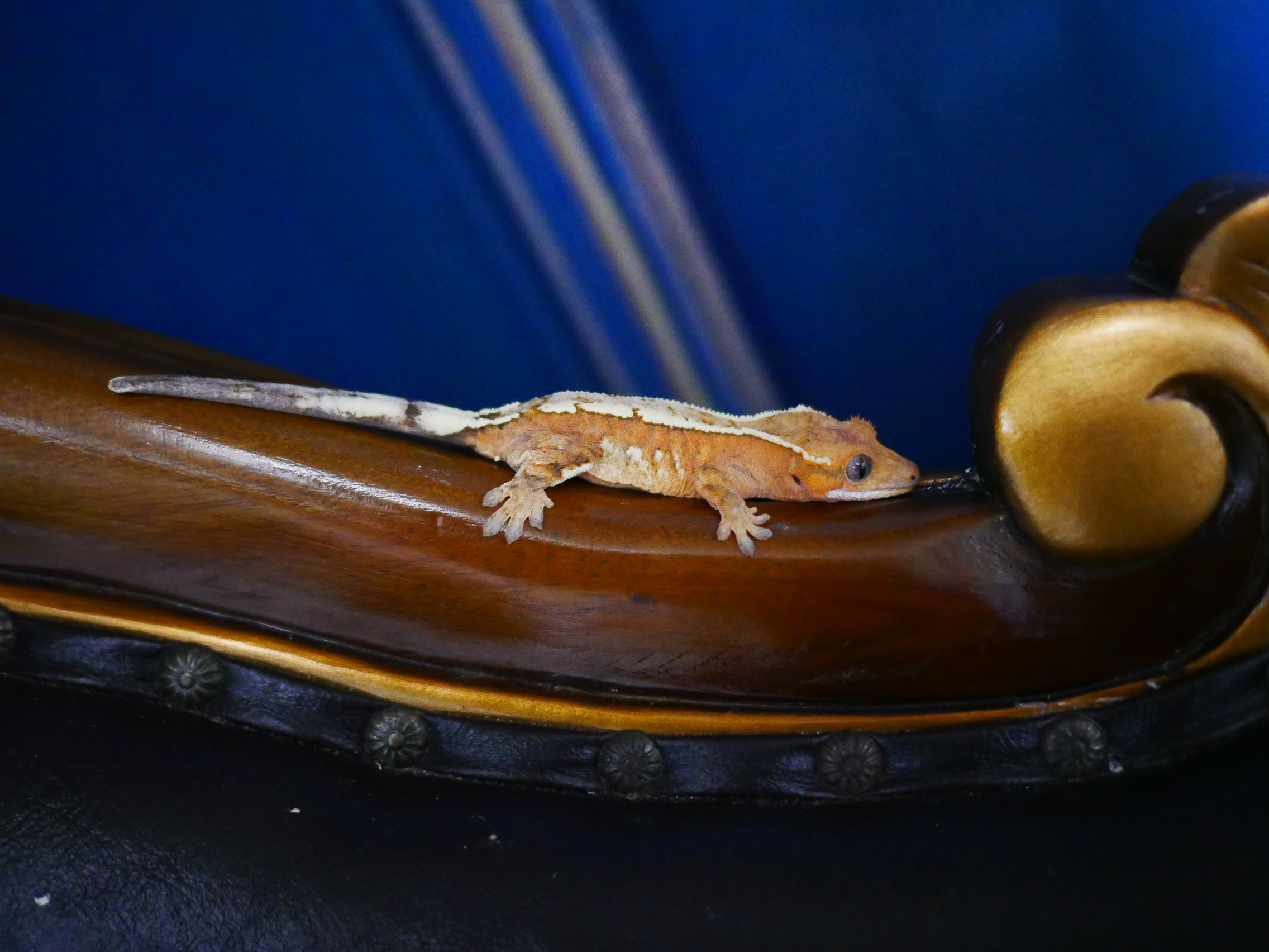 Barb Sable Creamsicle