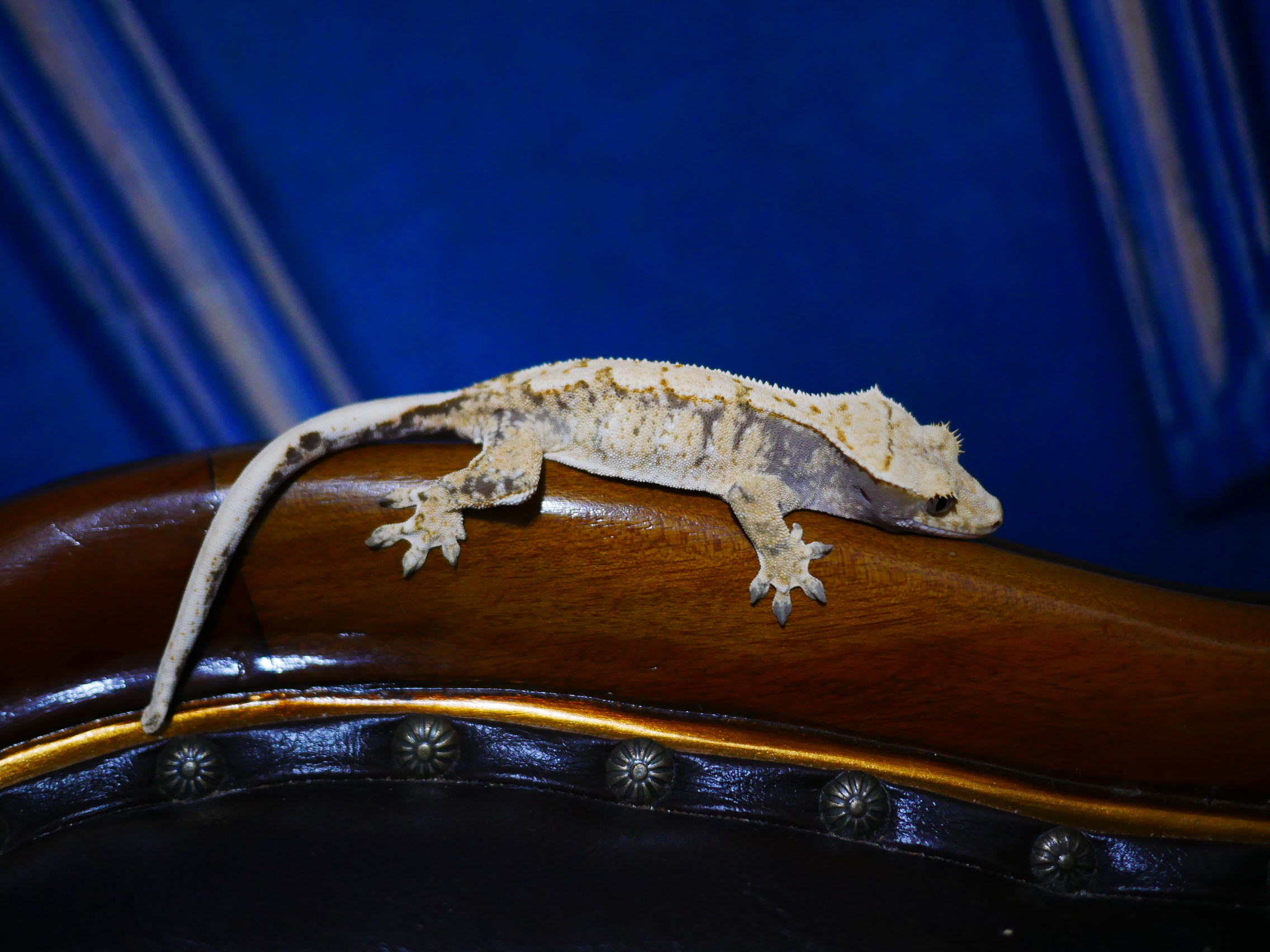 Normal Tri White Spot Drippy Extreme Harlequin