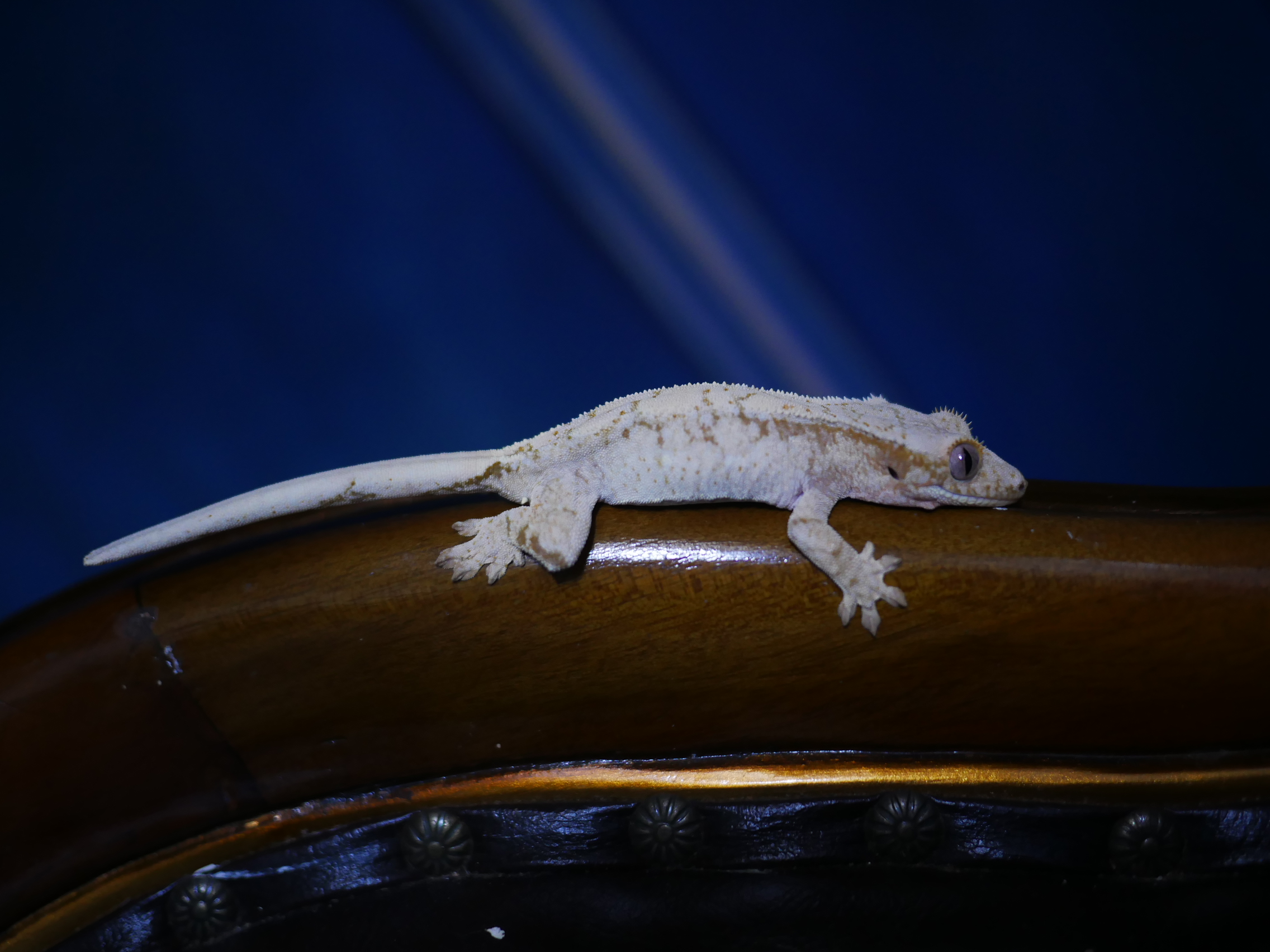 Normal White Spot Drippy