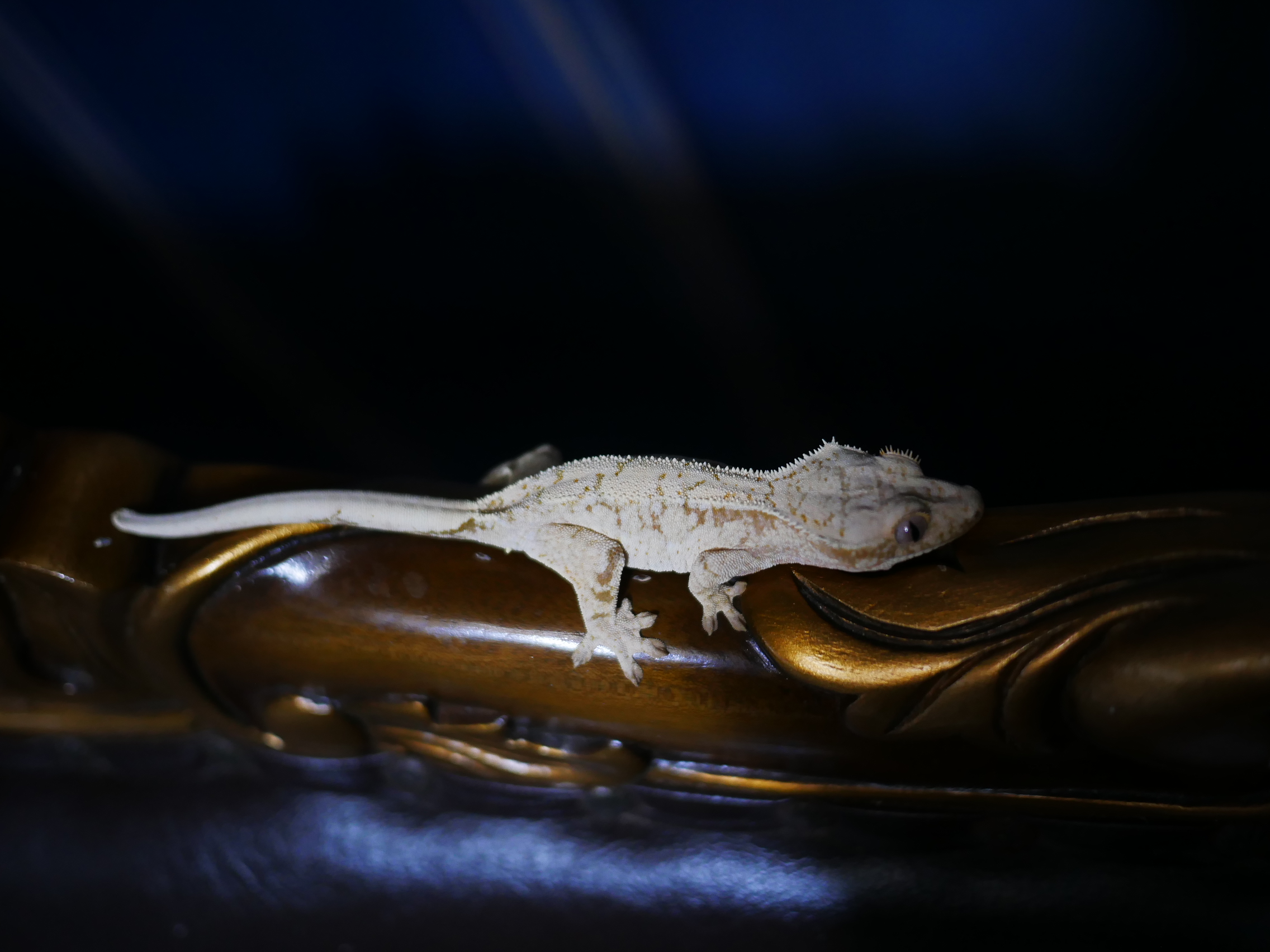 Normal White Spot Drippy