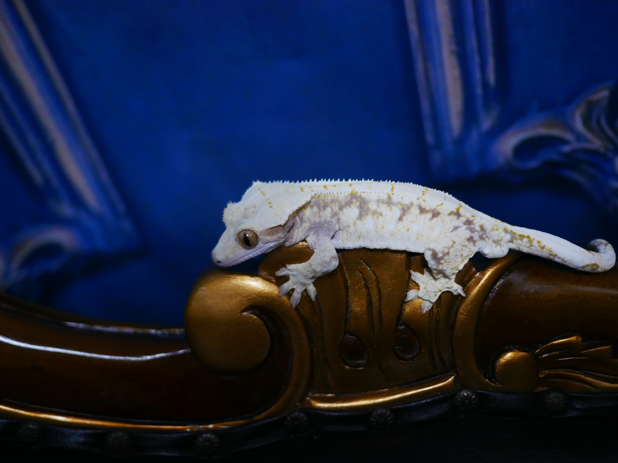 Normal Tri Drippy White Spot