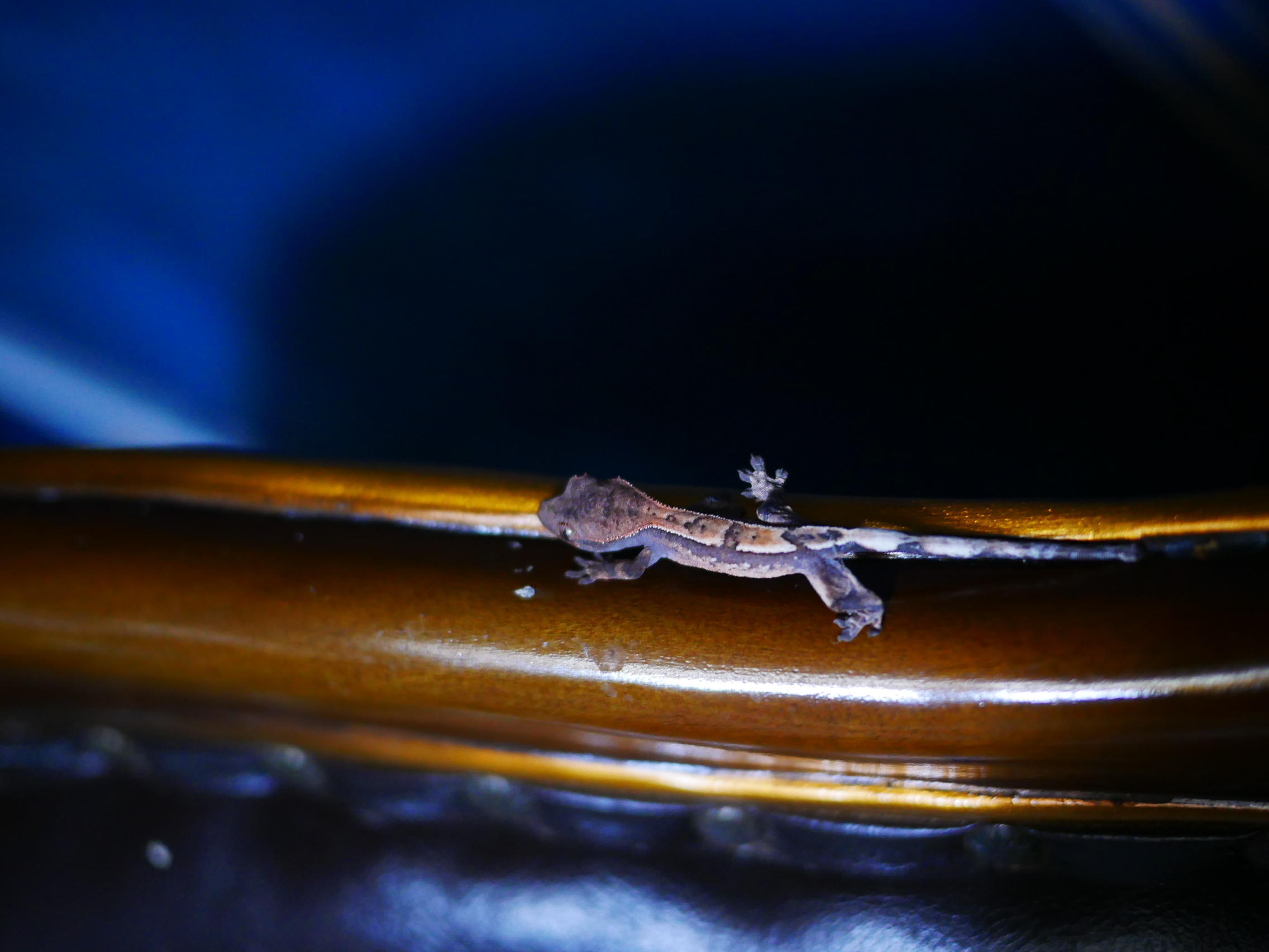 100% Het Chocho Sable