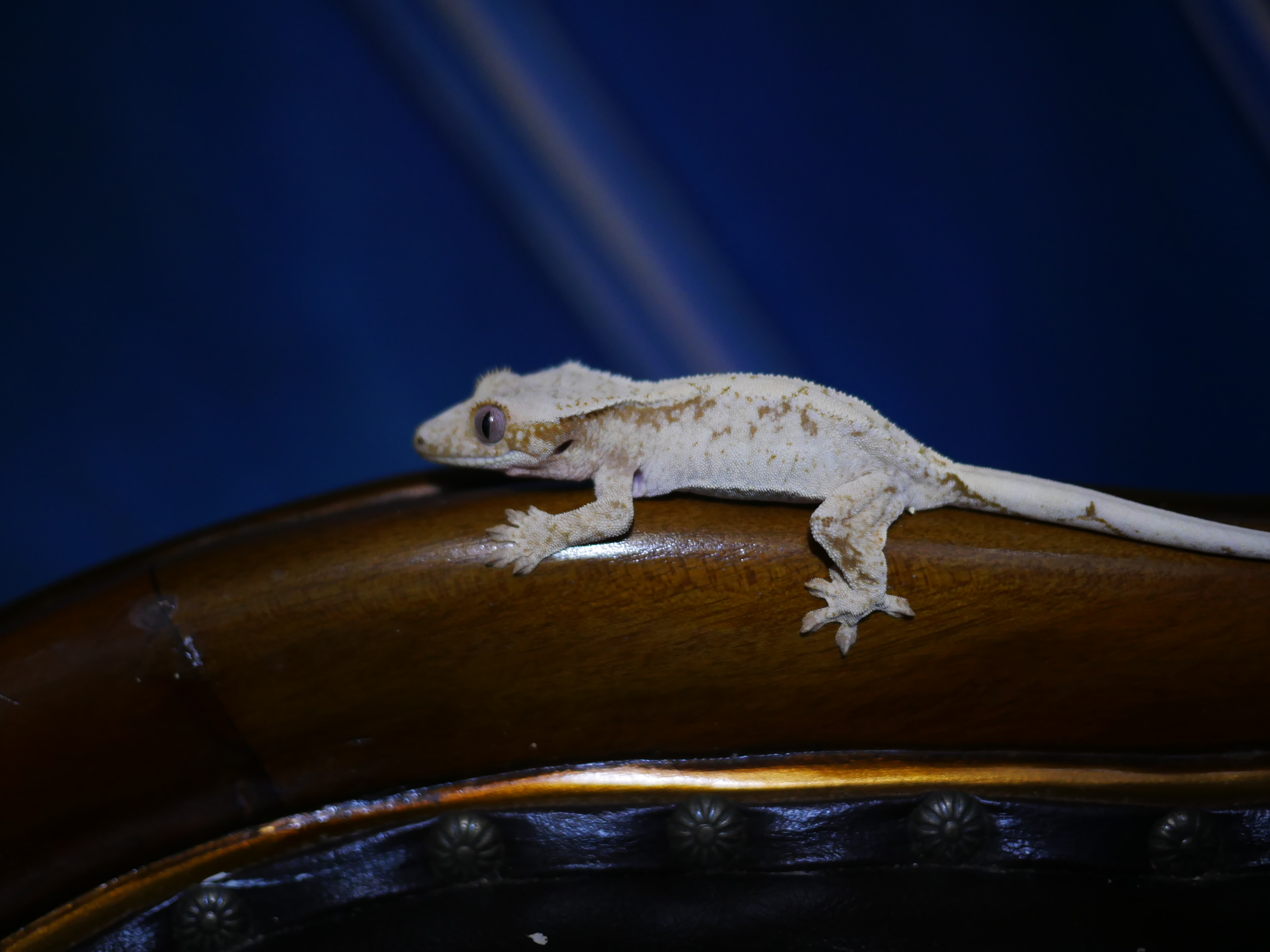 Normal White Spot Drippy