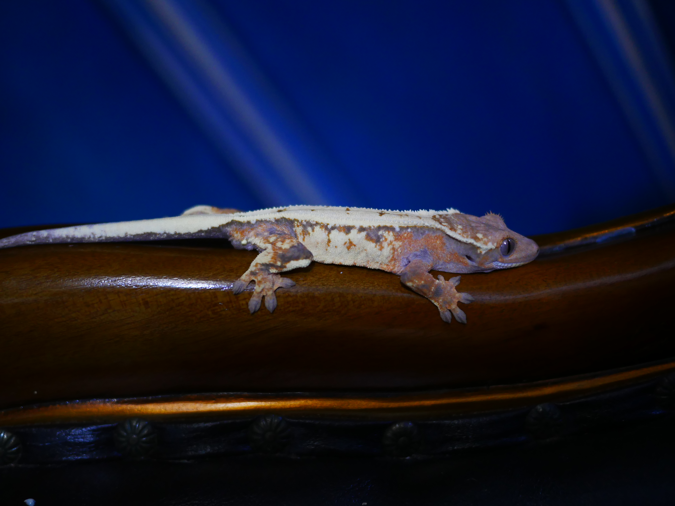 Sable Tangerine Drippy