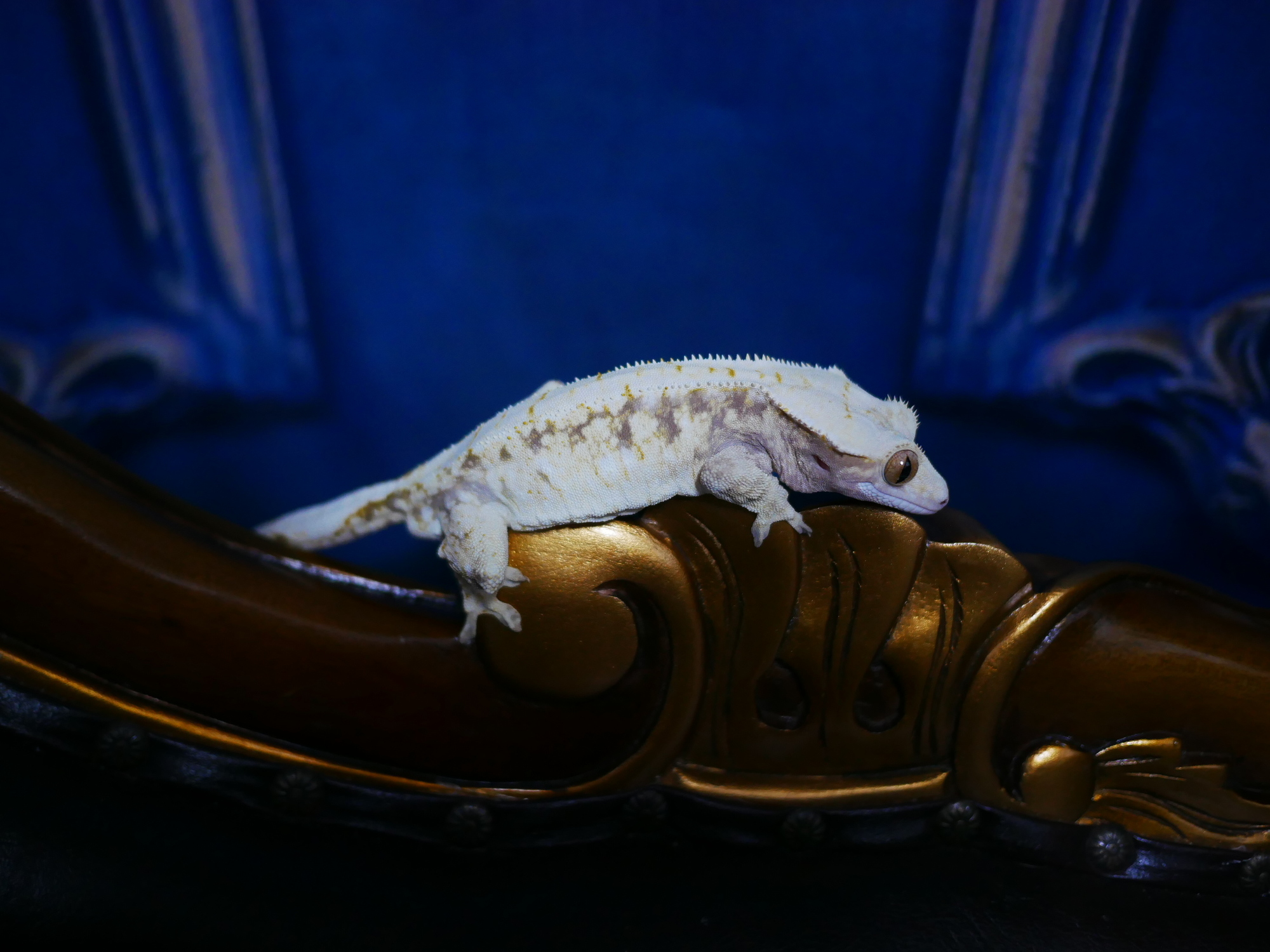 Normal Tri Drippy White Spot