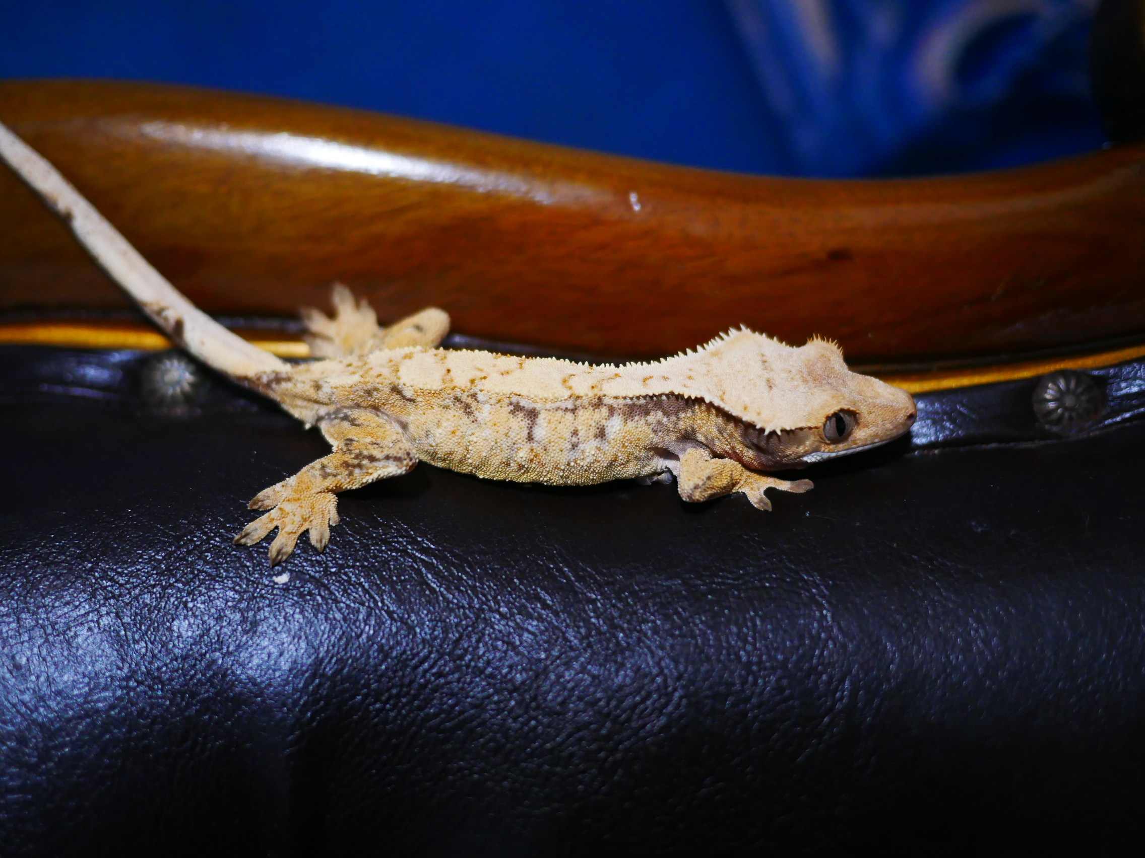 White Spot Tri Extreme Harlequin Normal Drippy