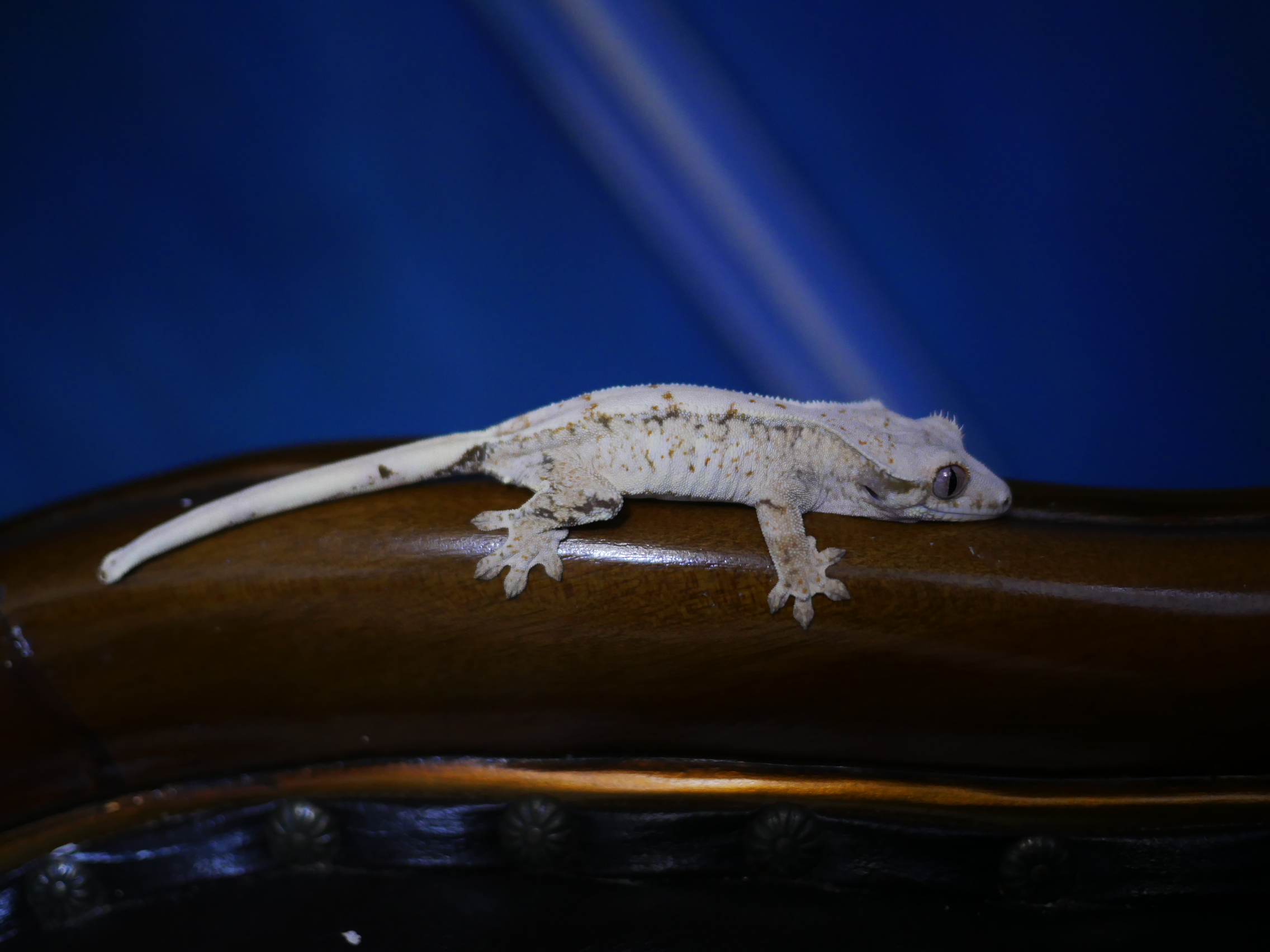 Normal White Spot Harlequin Drippy