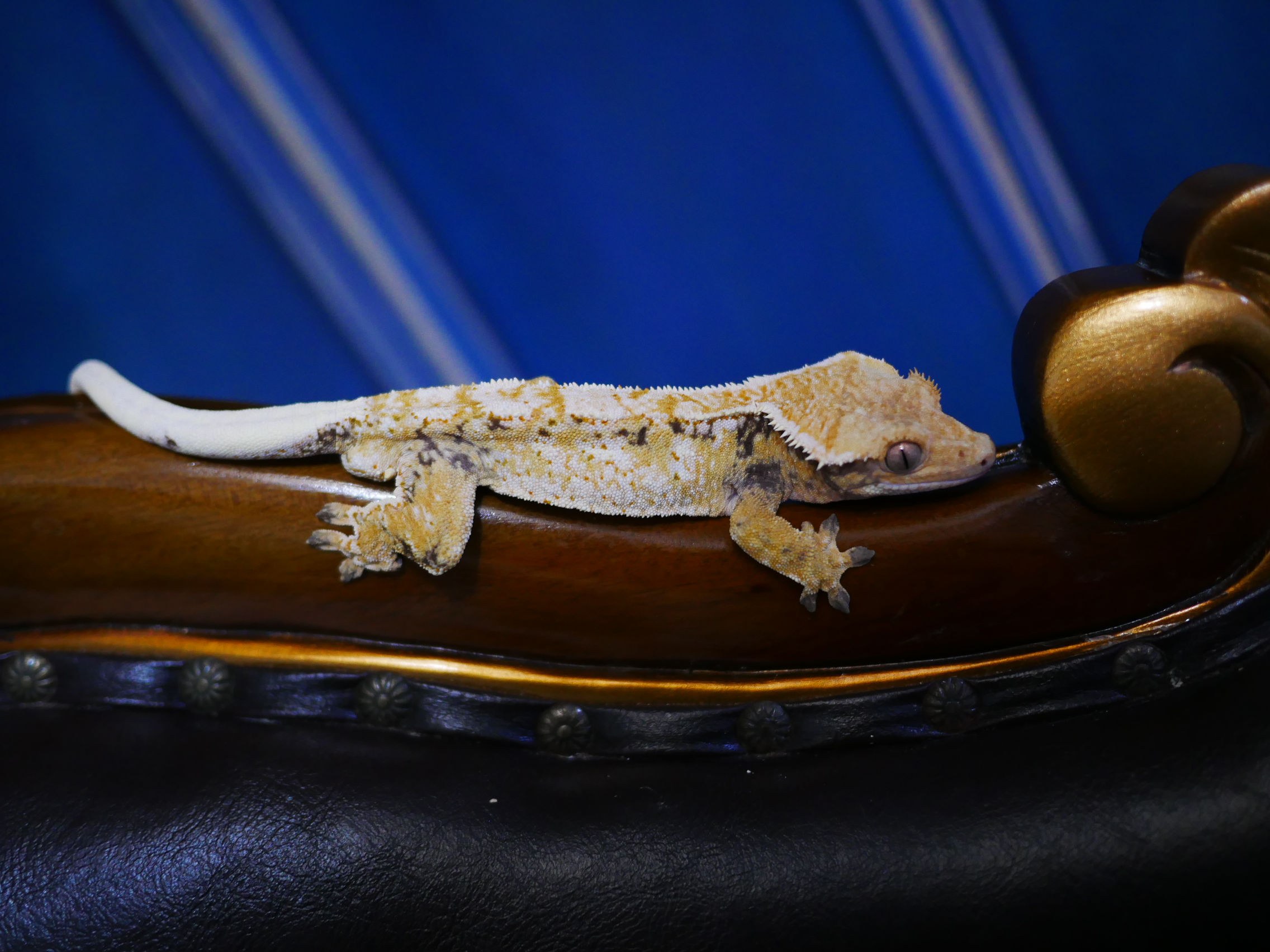 Normal Tri Extreme Harlequin Drippy Tangerine