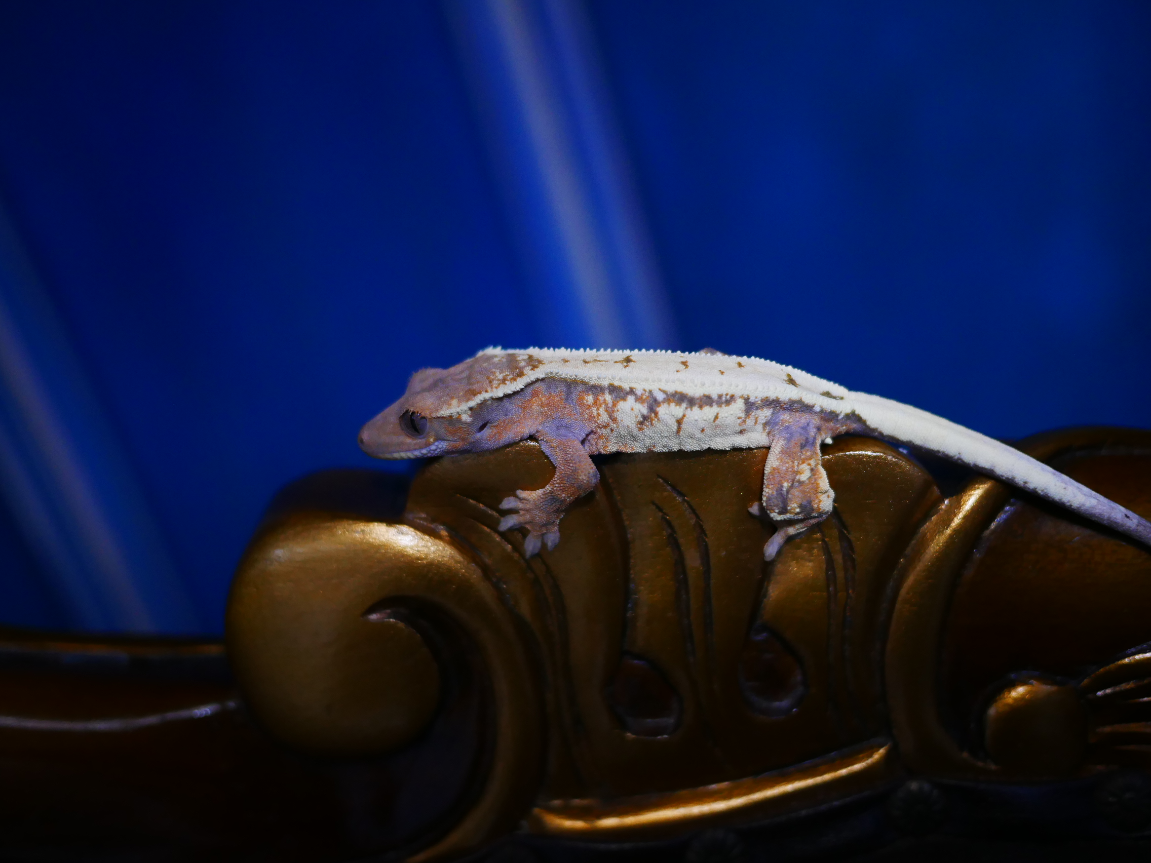 Sable Tangerine Drippy