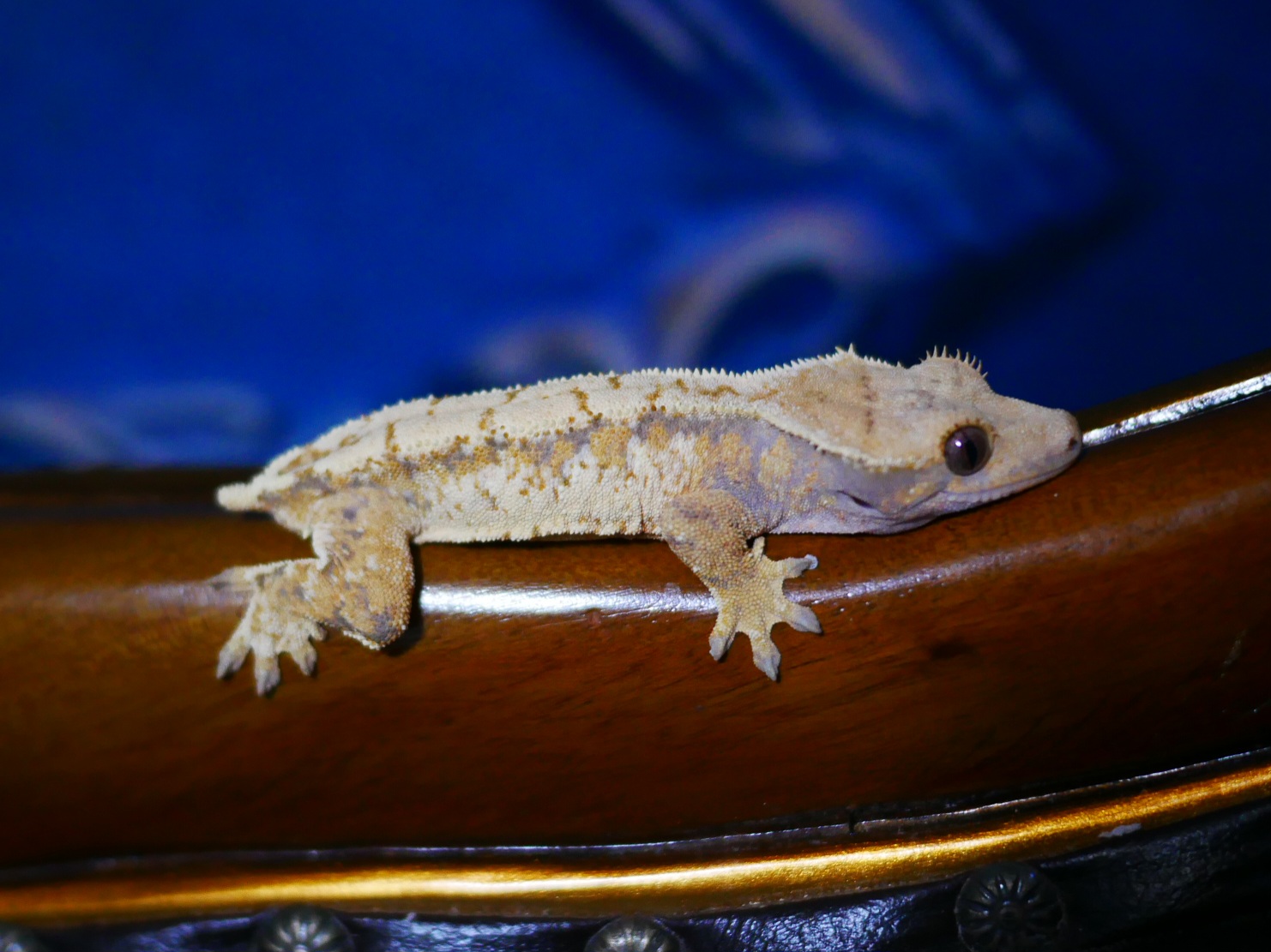 Extreme Harlequin Tri Drippy Normal White Spot