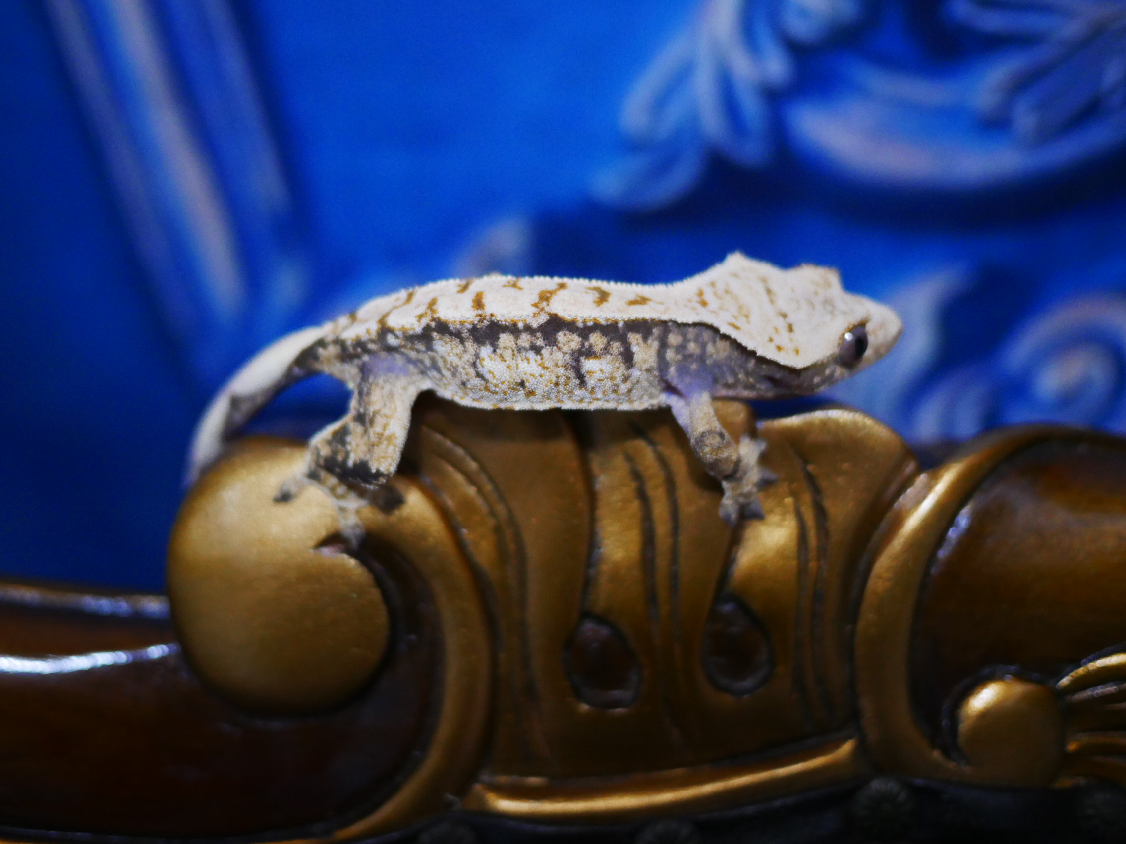 Drippy Tri White Spot Extreme Harlequin Normal