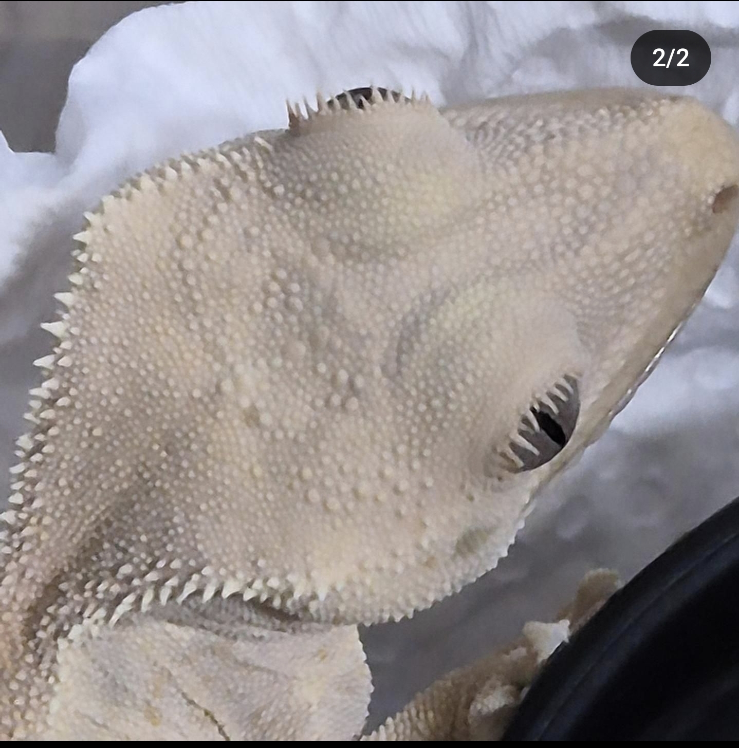 머리까지 돌기 투성이