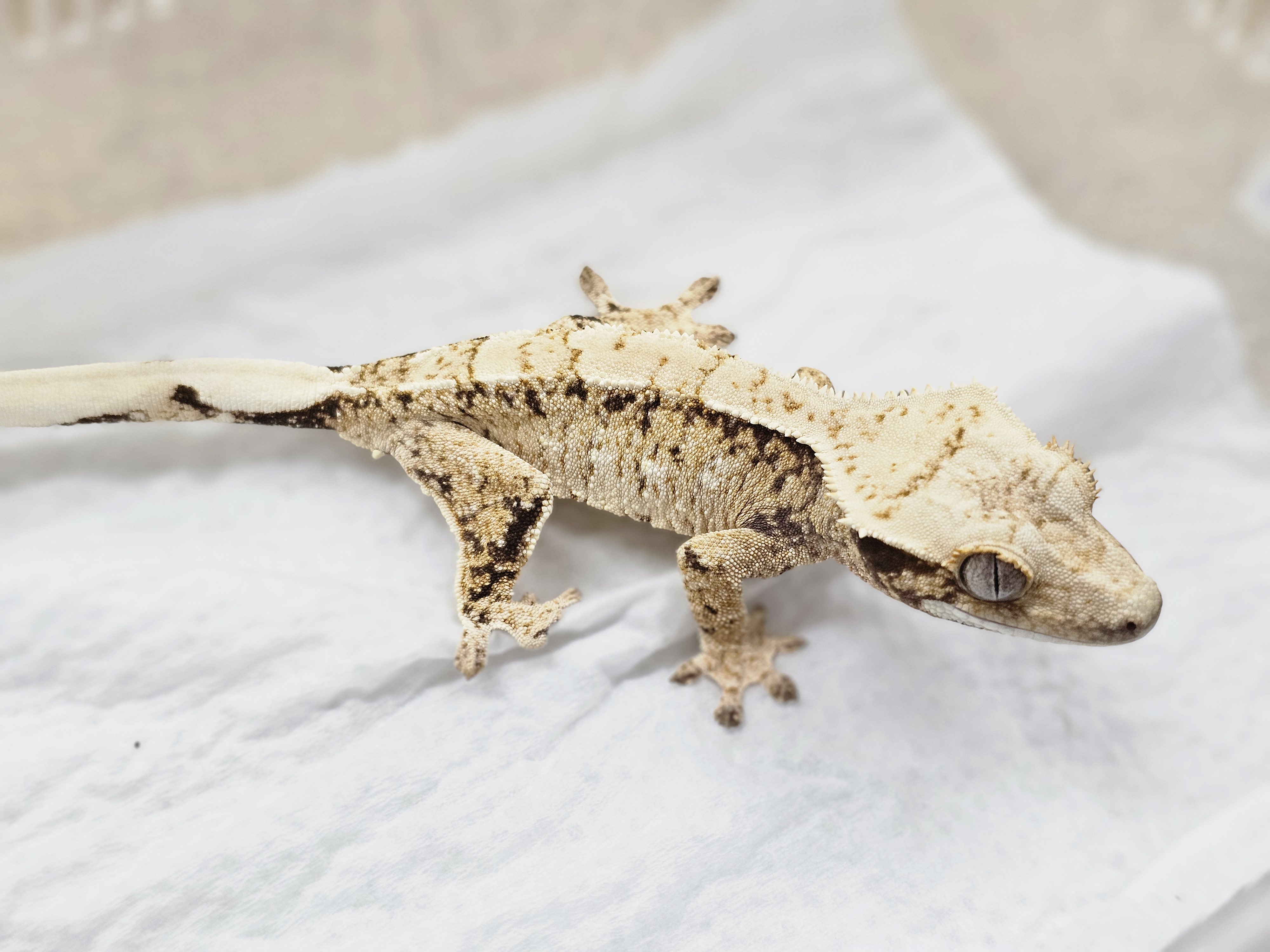 Extreme Harlequin Tri