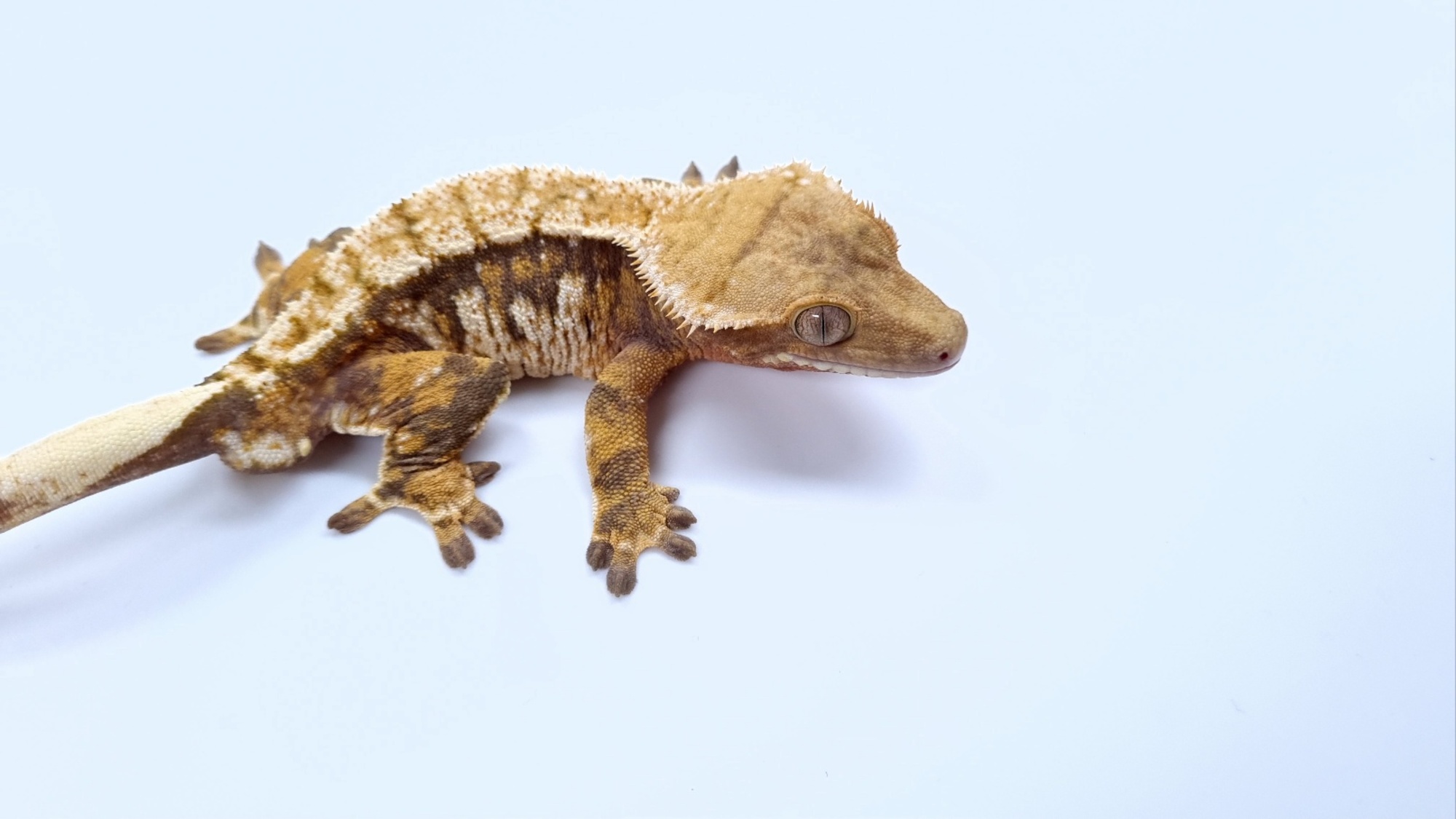 Tri Extreme Harlequin