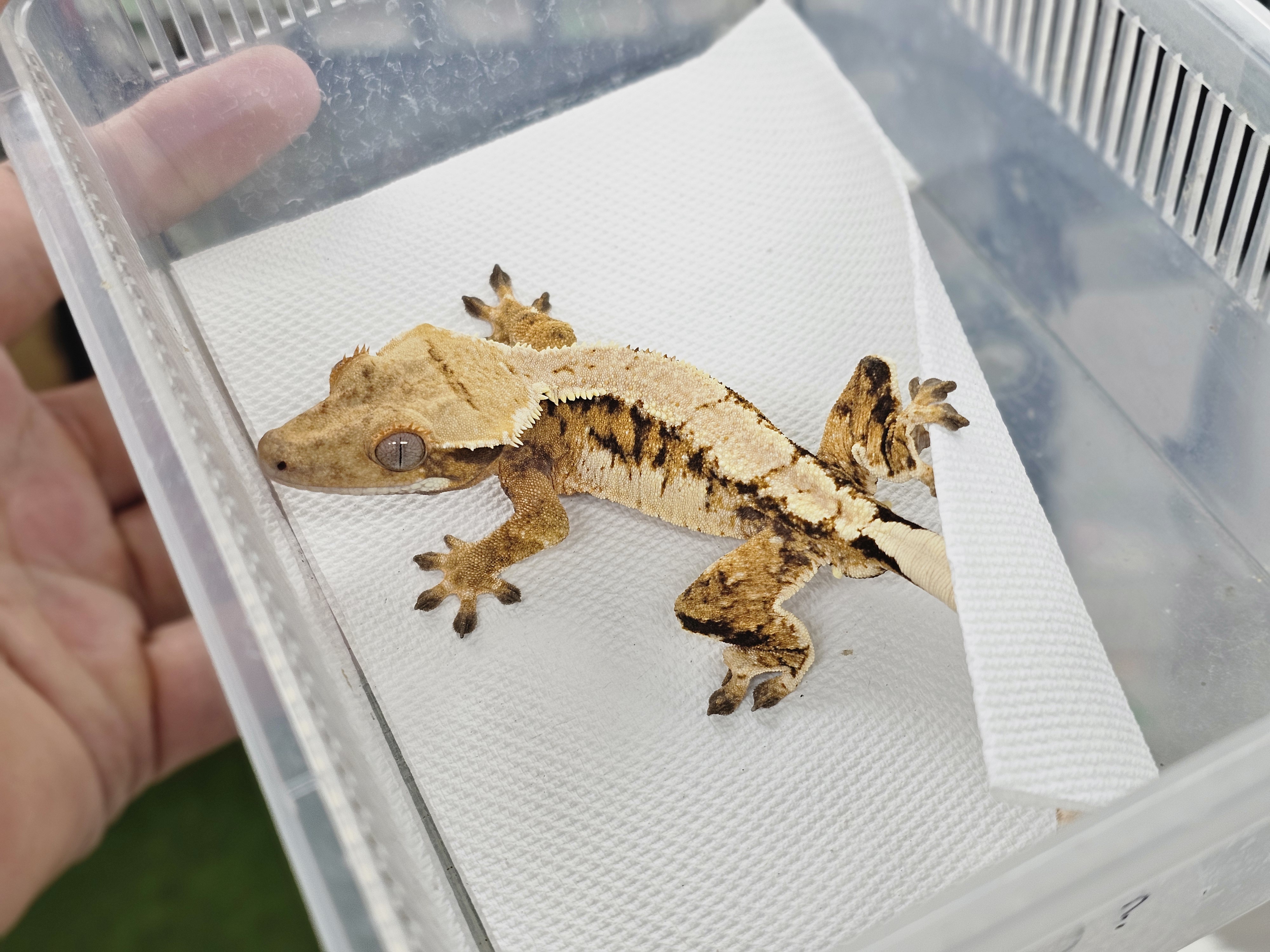 Extreme Harlequin Normal Tri Barb