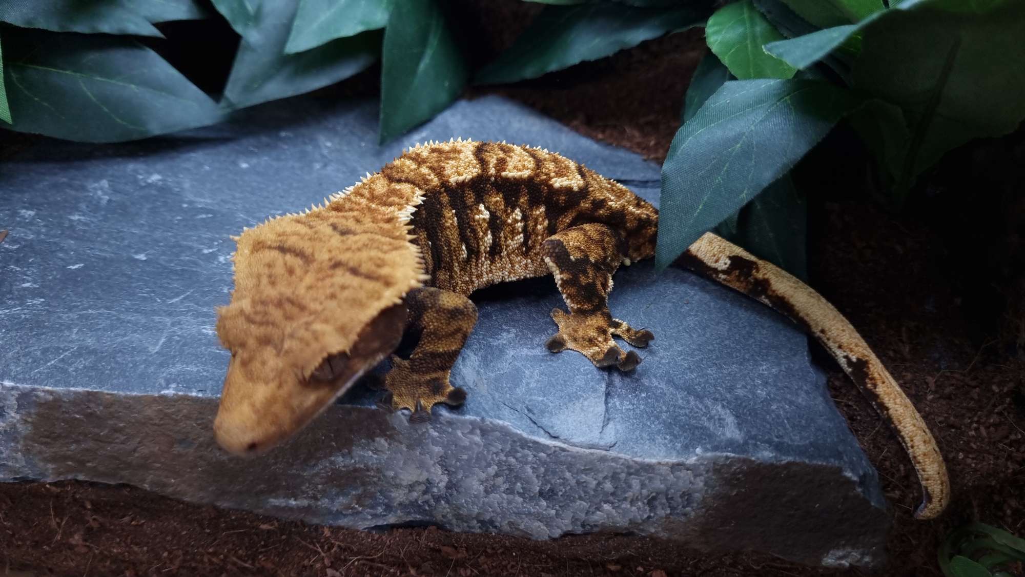 Tri Extreme Harlequin