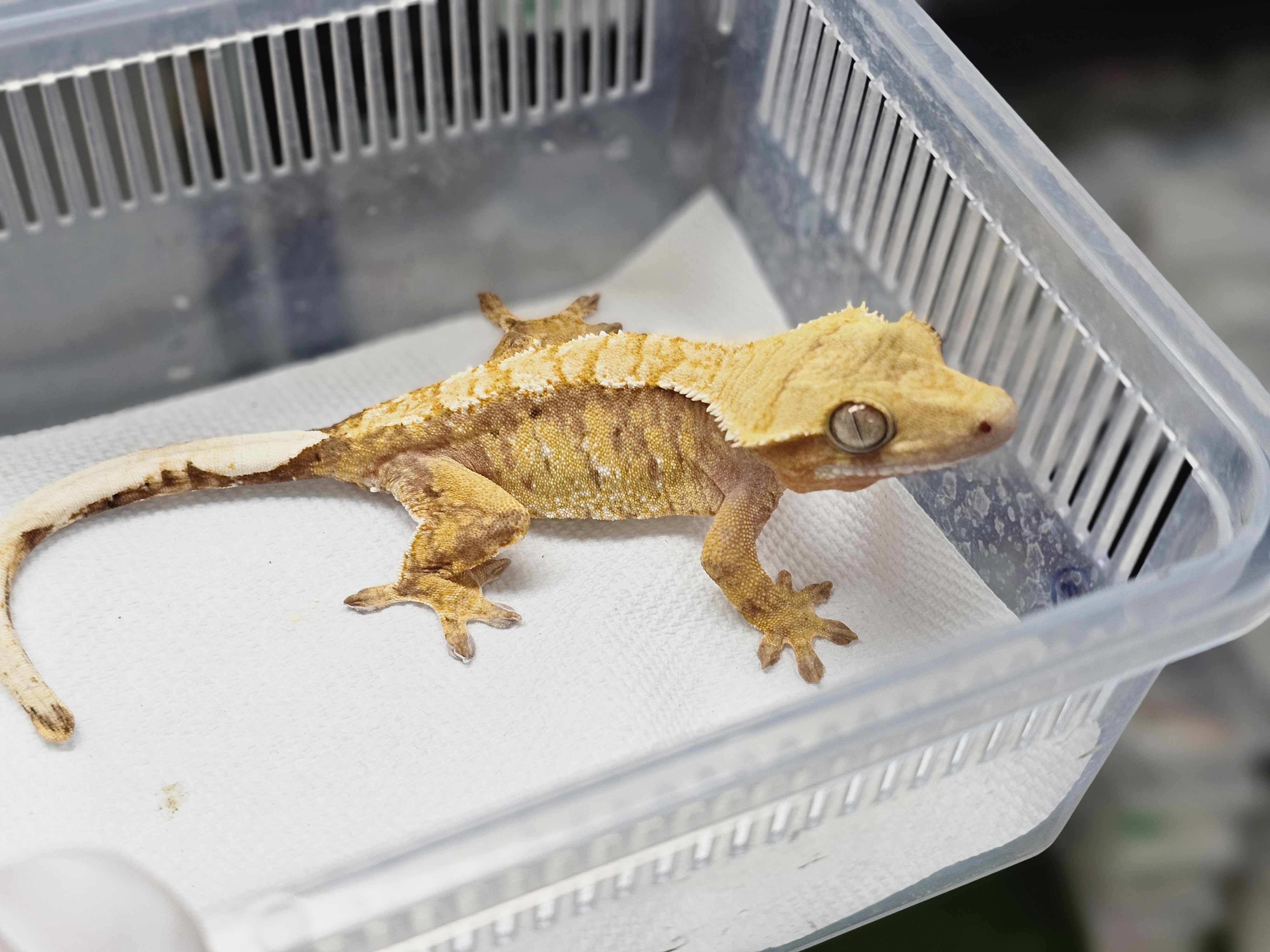 Normal Tri Extreme Harlequin White Spot Red