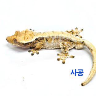 사공