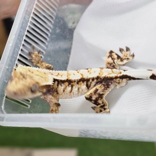 Normal Tri Extreme Harlequin White Spot