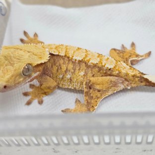 Normal Tri Extreme Harlequin White Spot Red