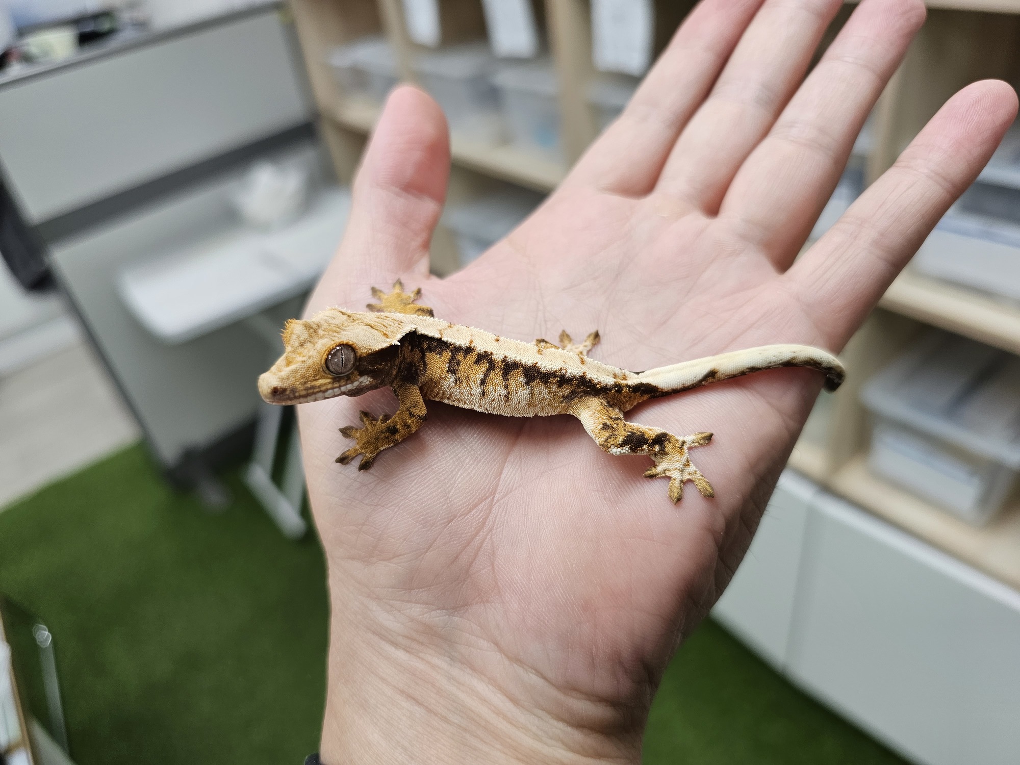 Tri Extreme Harlequin