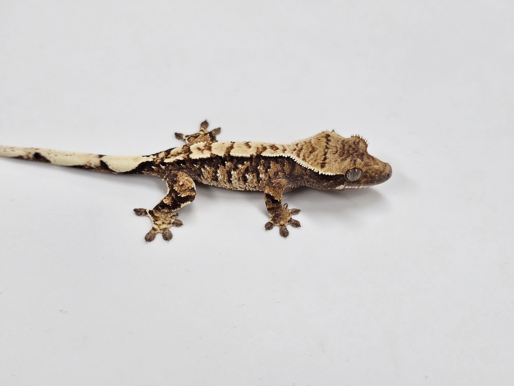 Tri Extreme Harlequin White Spot