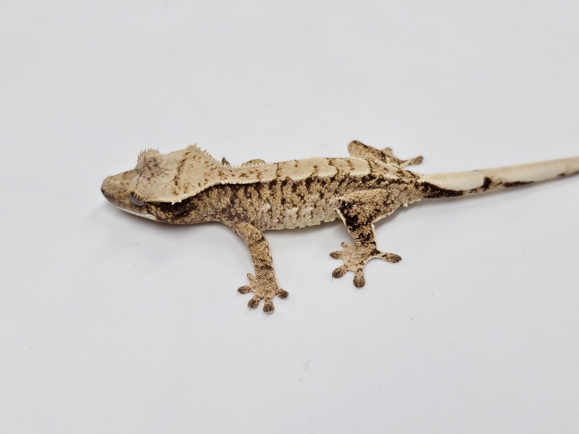 Extreme Harlequin Tri