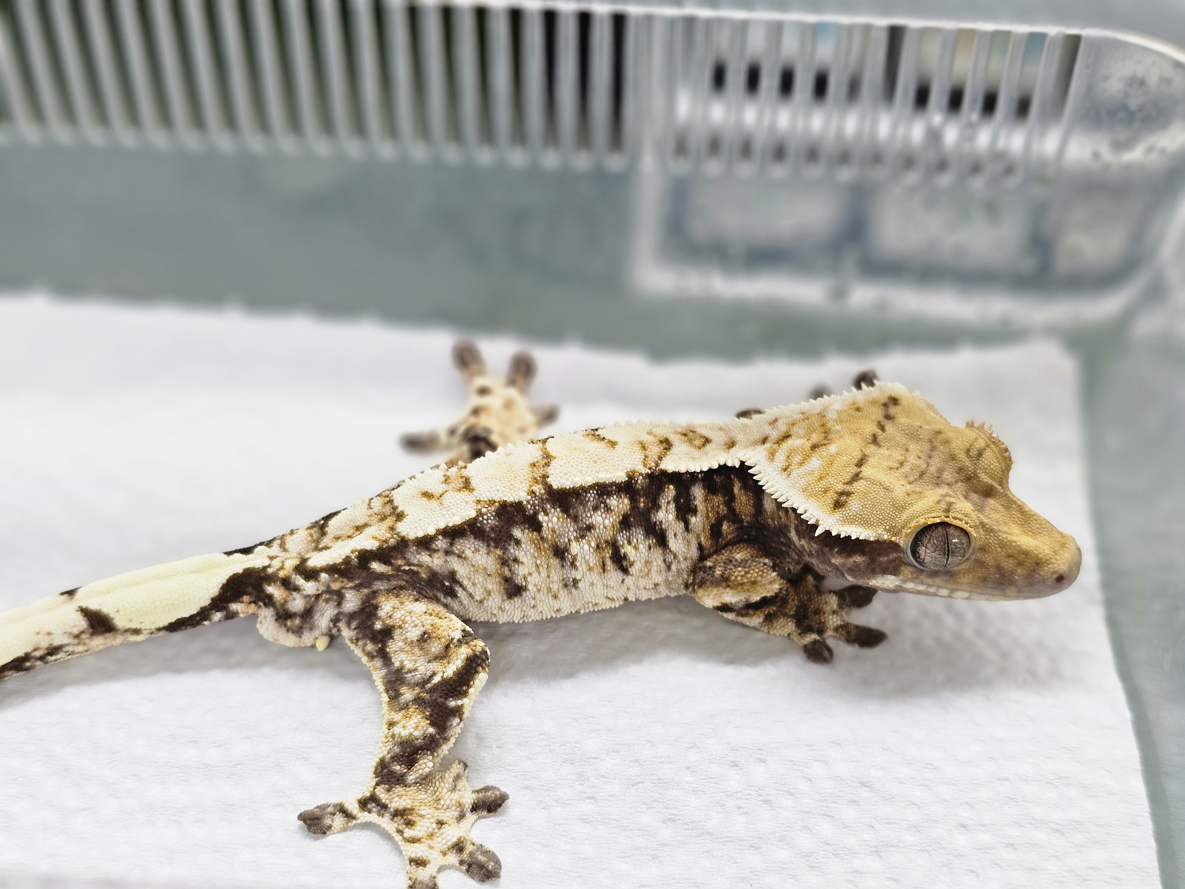 White Spot Tri Extreme Harlequin