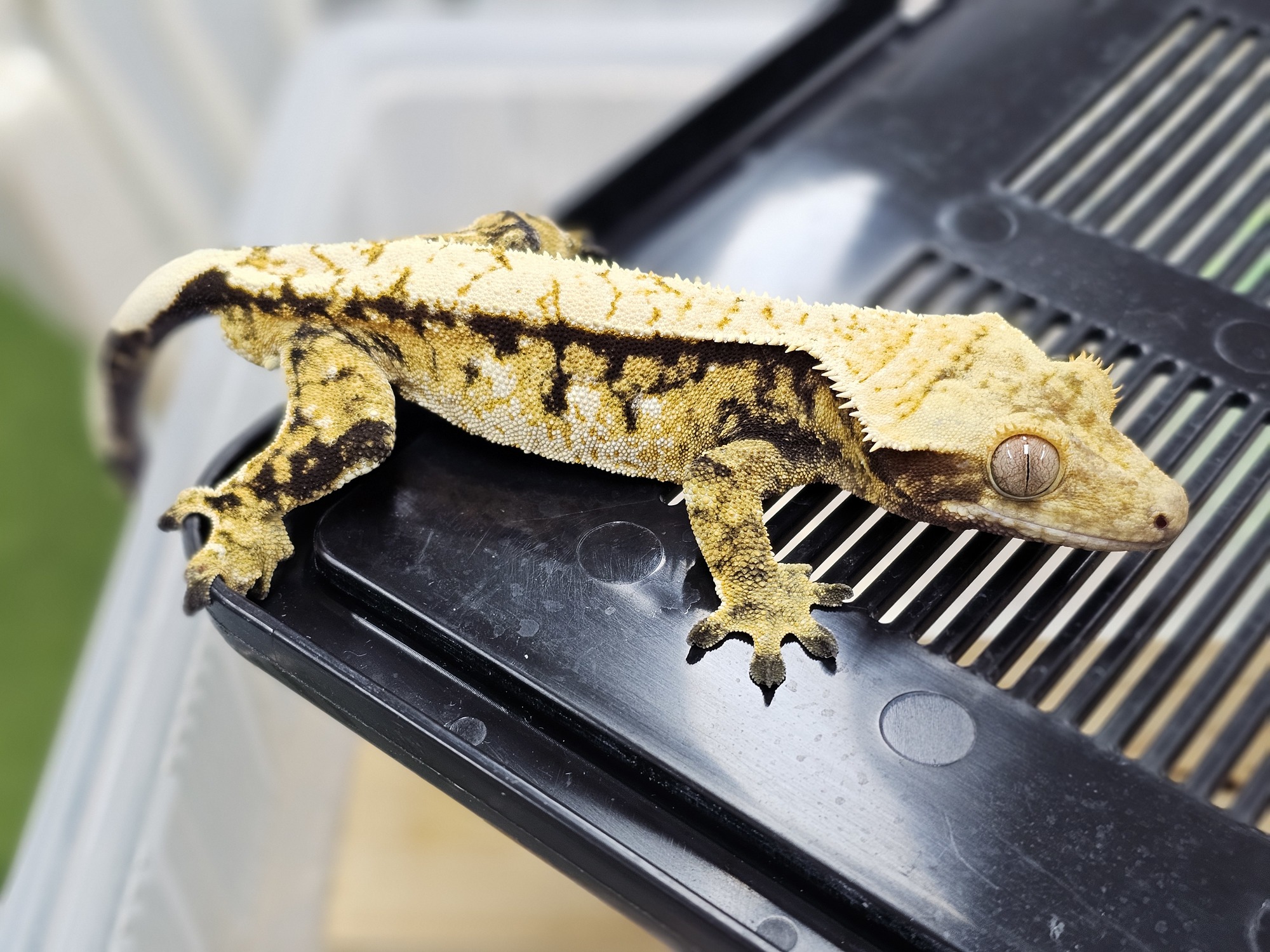 Normal Tri Extreme Harlequin