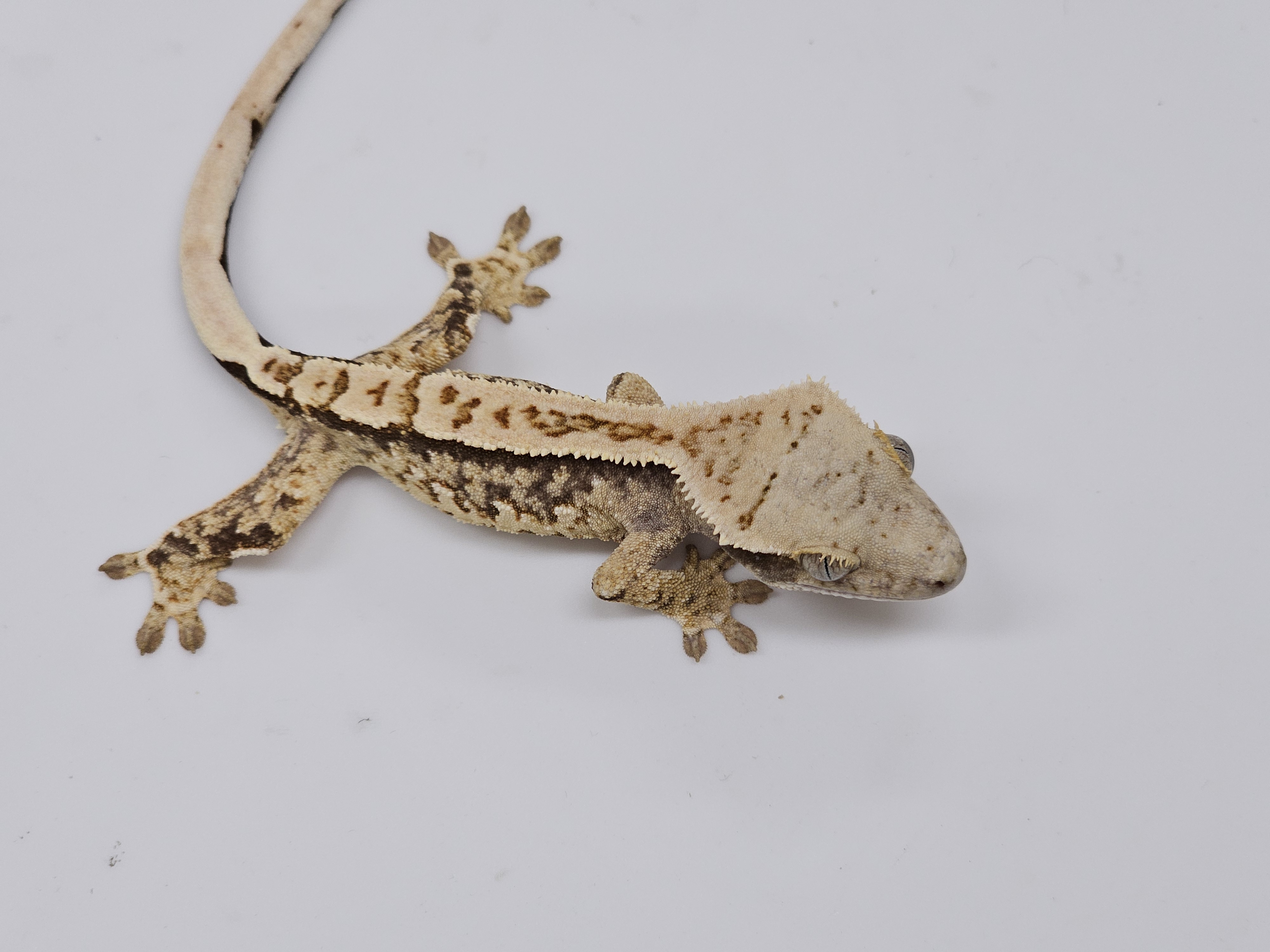 Normal Tri Extreme Harlequin